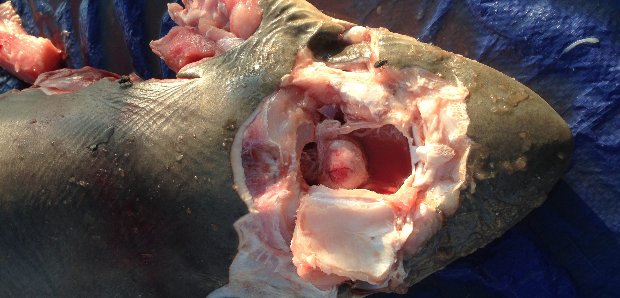 The skull and brain of one of the four salvaged blacktip sharks, post-dissection. Photo by David Shiffman