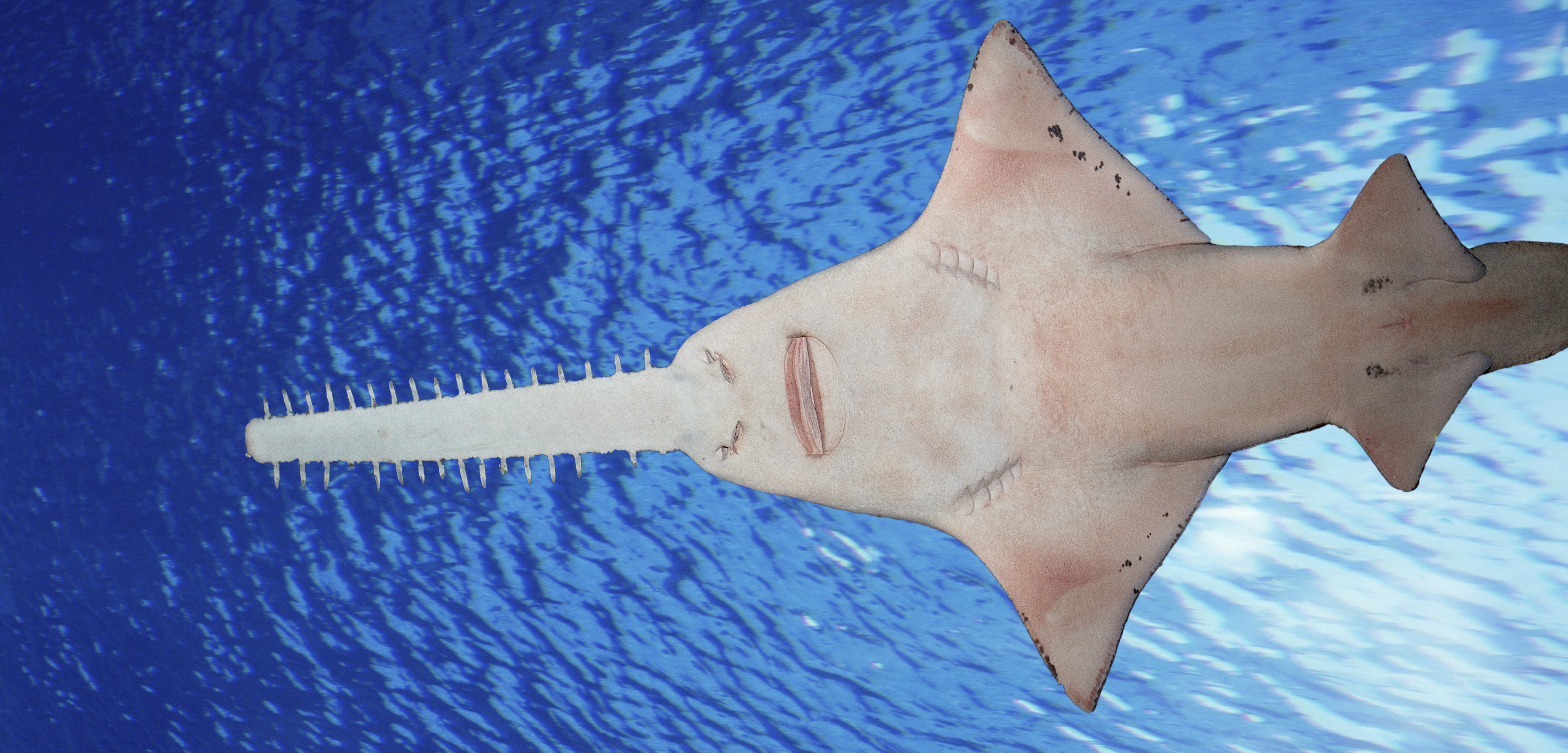 Sawfish are a type of ray, and are related to sharks. Photo by Jim Zuckerman/Corbis