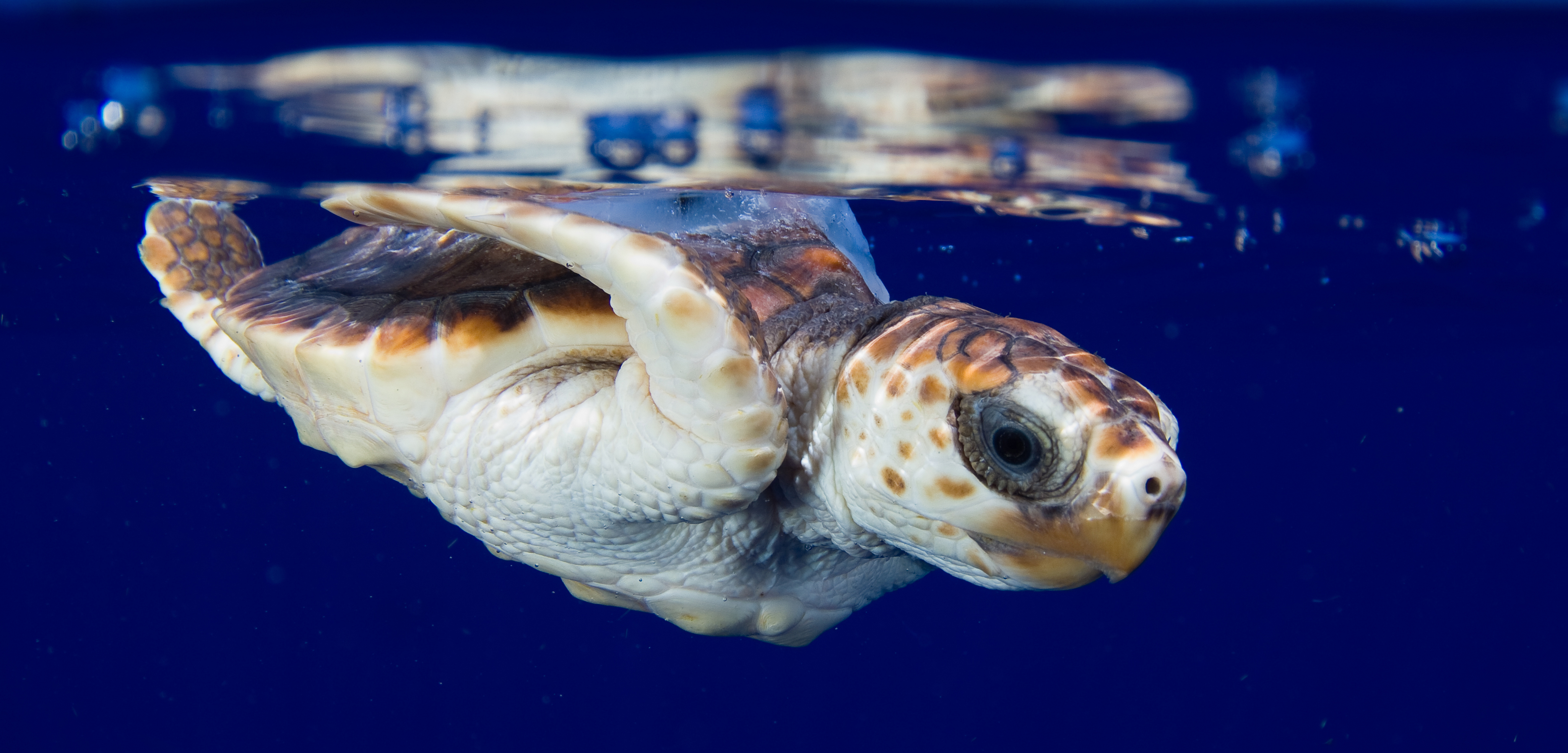 A baby sea turtle swims in the Gulf of Mexico. Photo by the University of Central Florida
