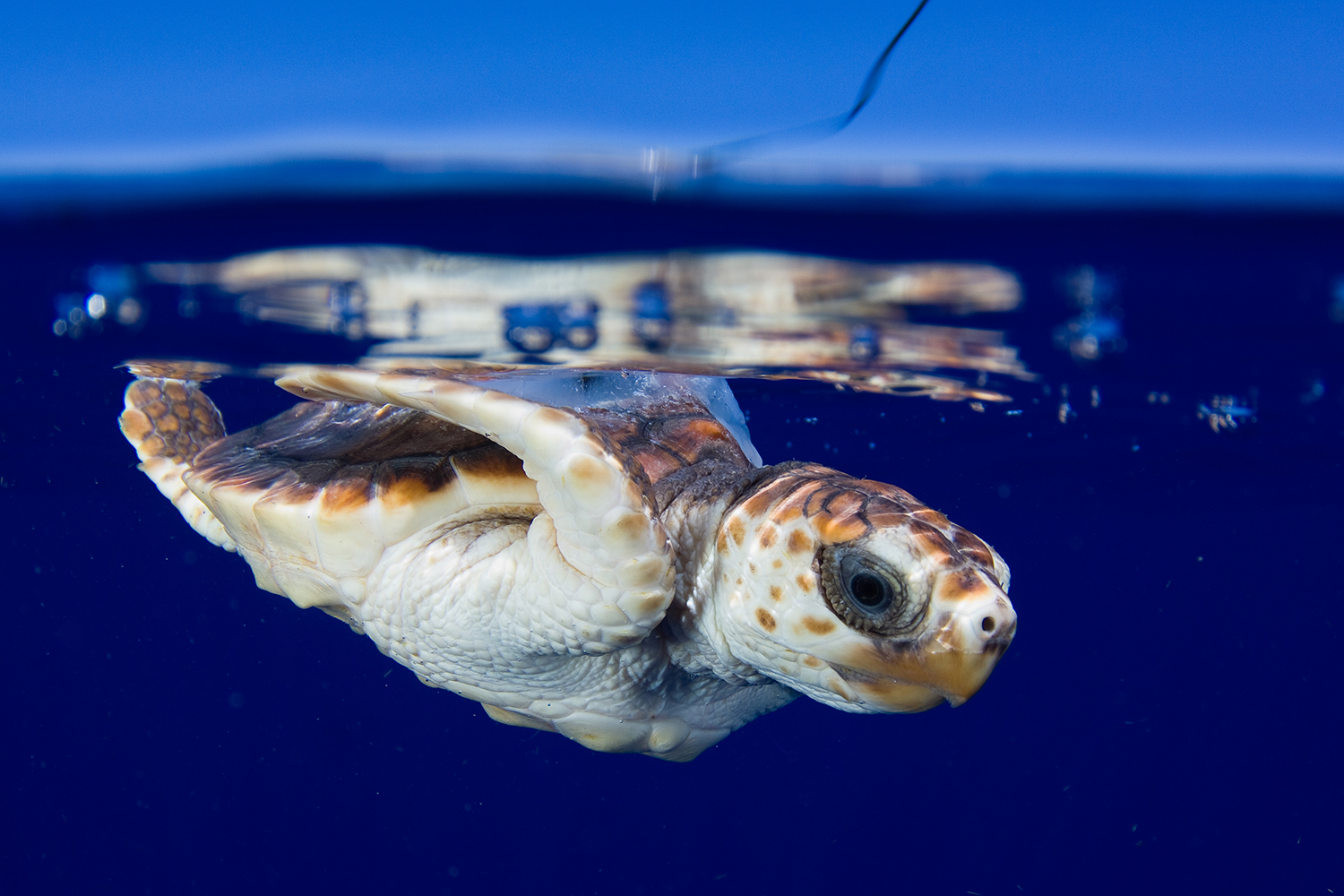 cute baby sea turtle swimming