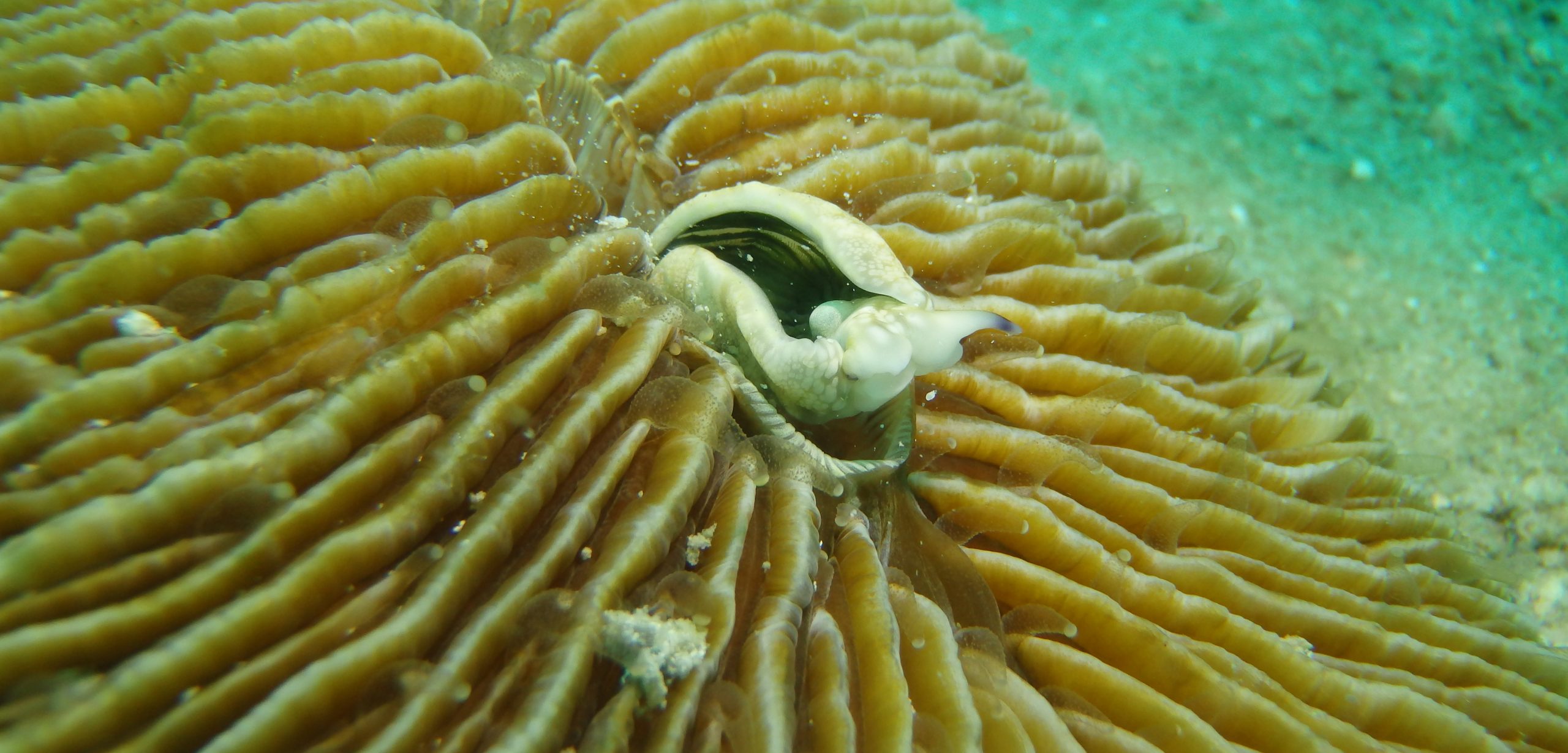 A sea slug is slowly, slowly consumed by a mushroom coral. Photo by Mehrota et al.