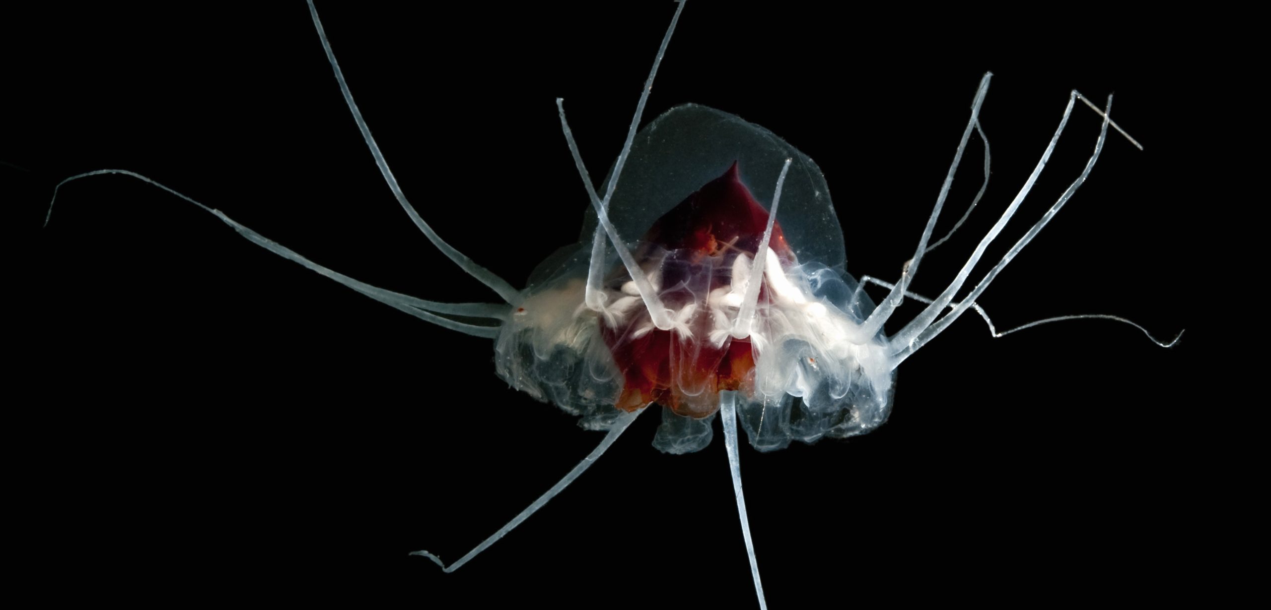 The helmet jellyfish is a deep sea species, and spends most of its time hundreds or even thousands of meters below the surface. Photo by Sonke Johnsen/Visuals Unlimited/Corbis