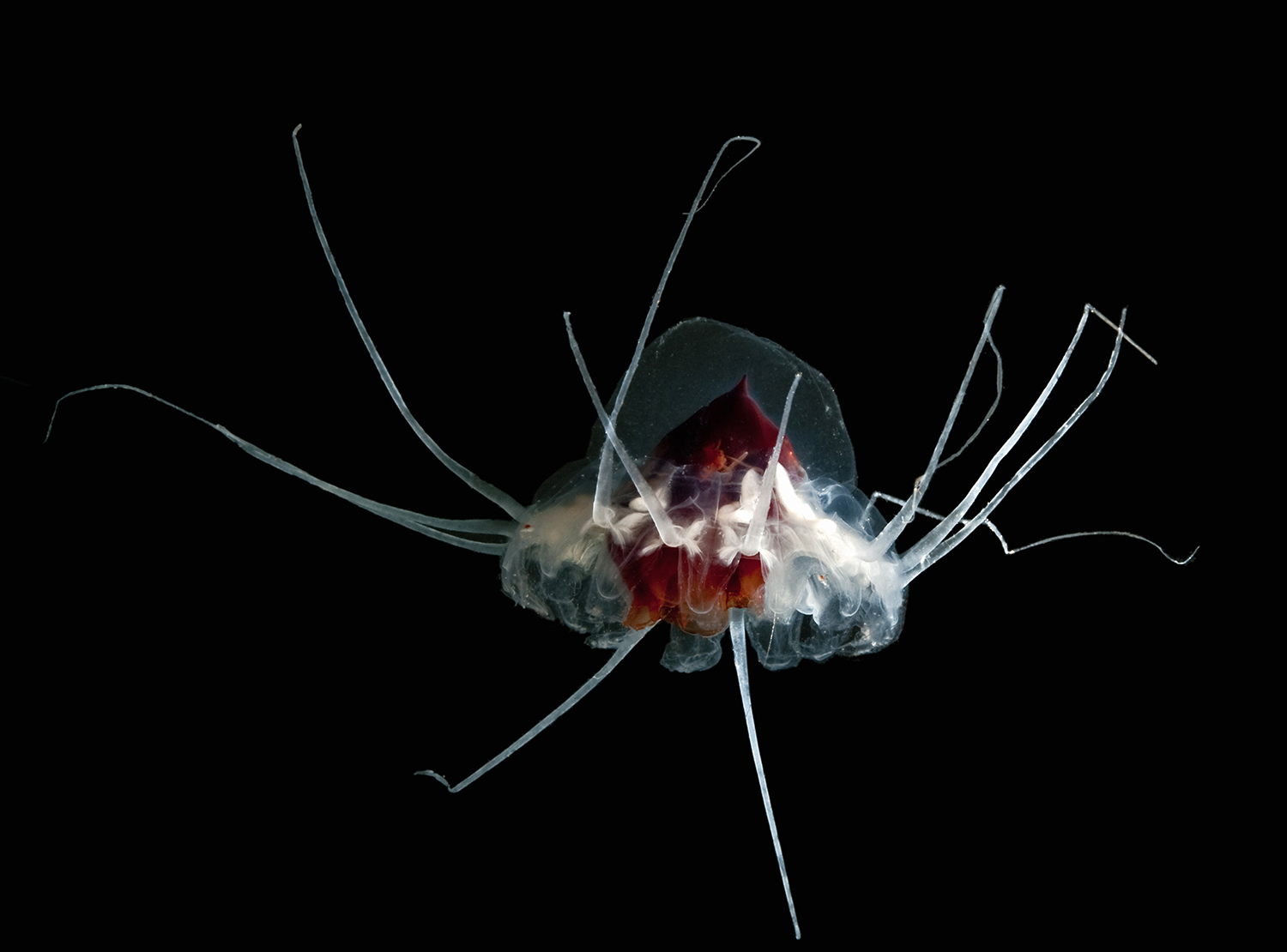   The Secret Social Lives of Jellyfish | Hakai Magazine