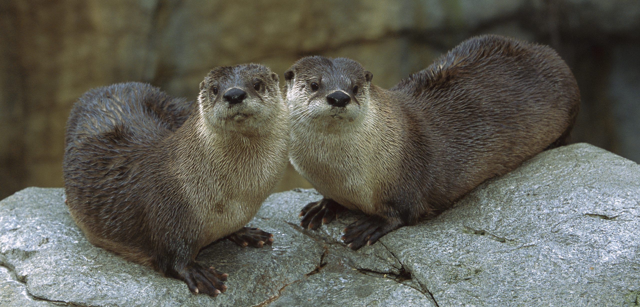 North American river otters are slowly making their way back to the Bay Area. Photo by ZSSD/Minden Pictures/Corbis