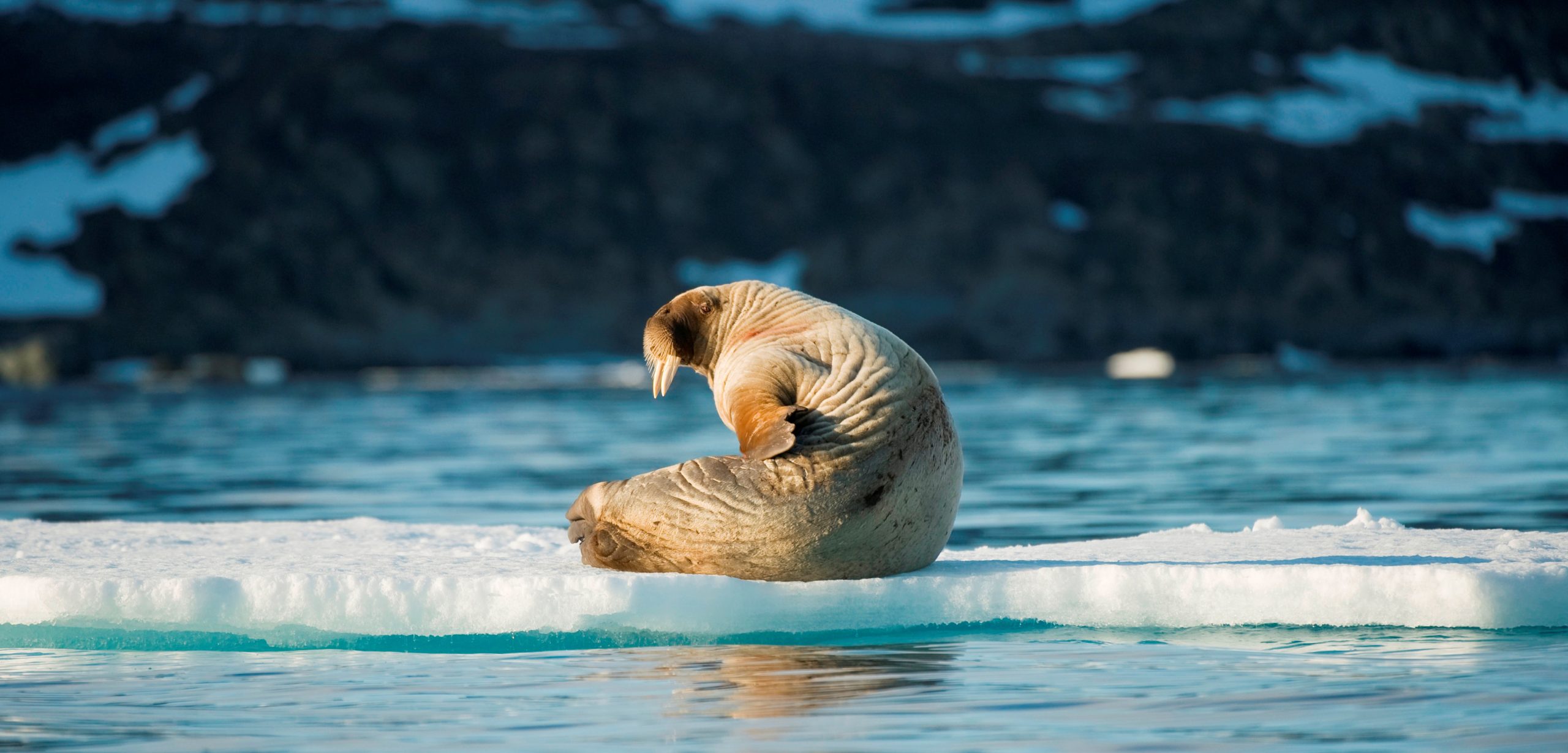 A young male walrus sits on an ice floe off Spitsbergen, Norway. Photo by Steven Kazlowski/SuperStock/Corbis