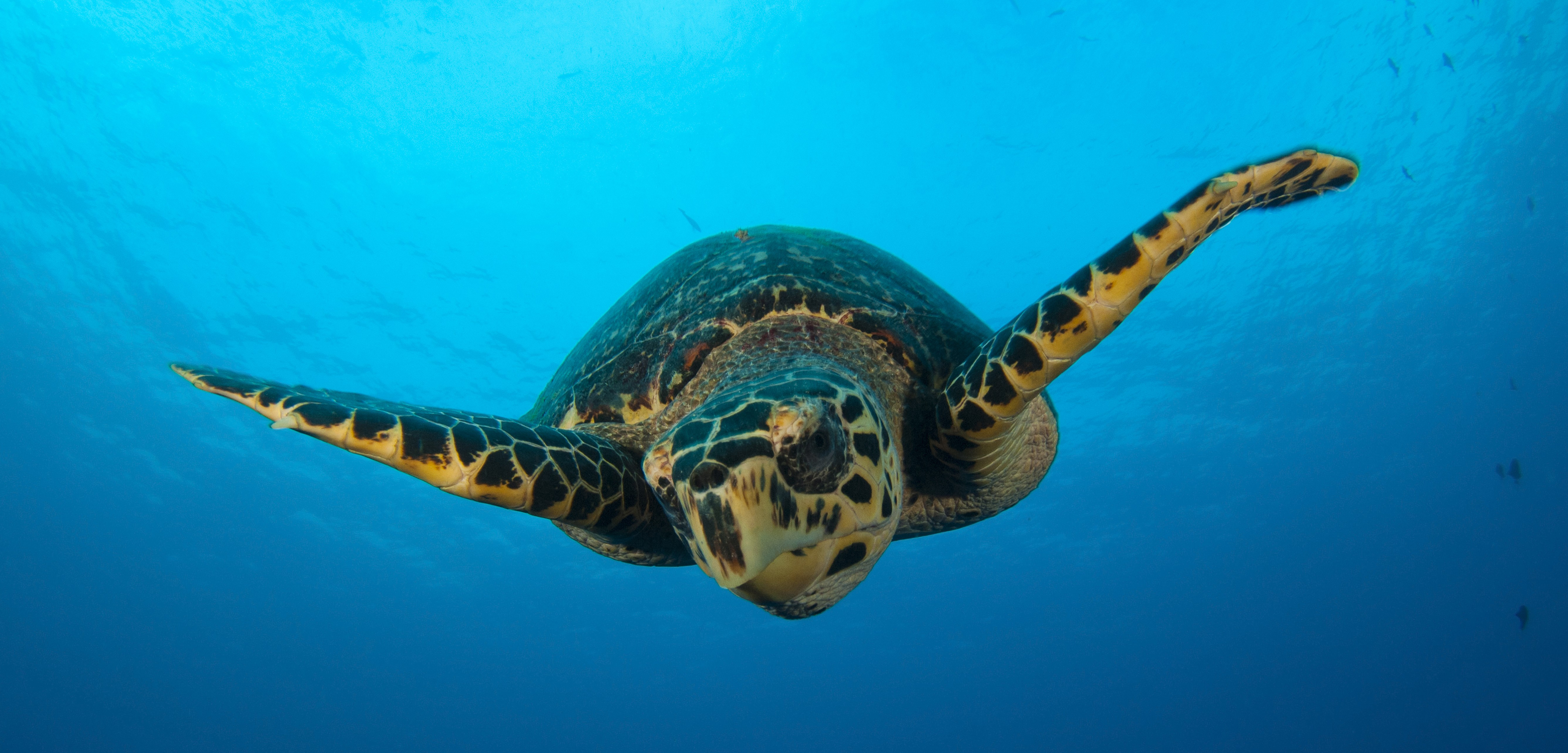 There are new laws in place to protect Turks and Caicos’ hawksbill sea turtles. Now the question is whether they’ll make a difference. Photo by Steve Jones/Stocktrek Images/Corbis