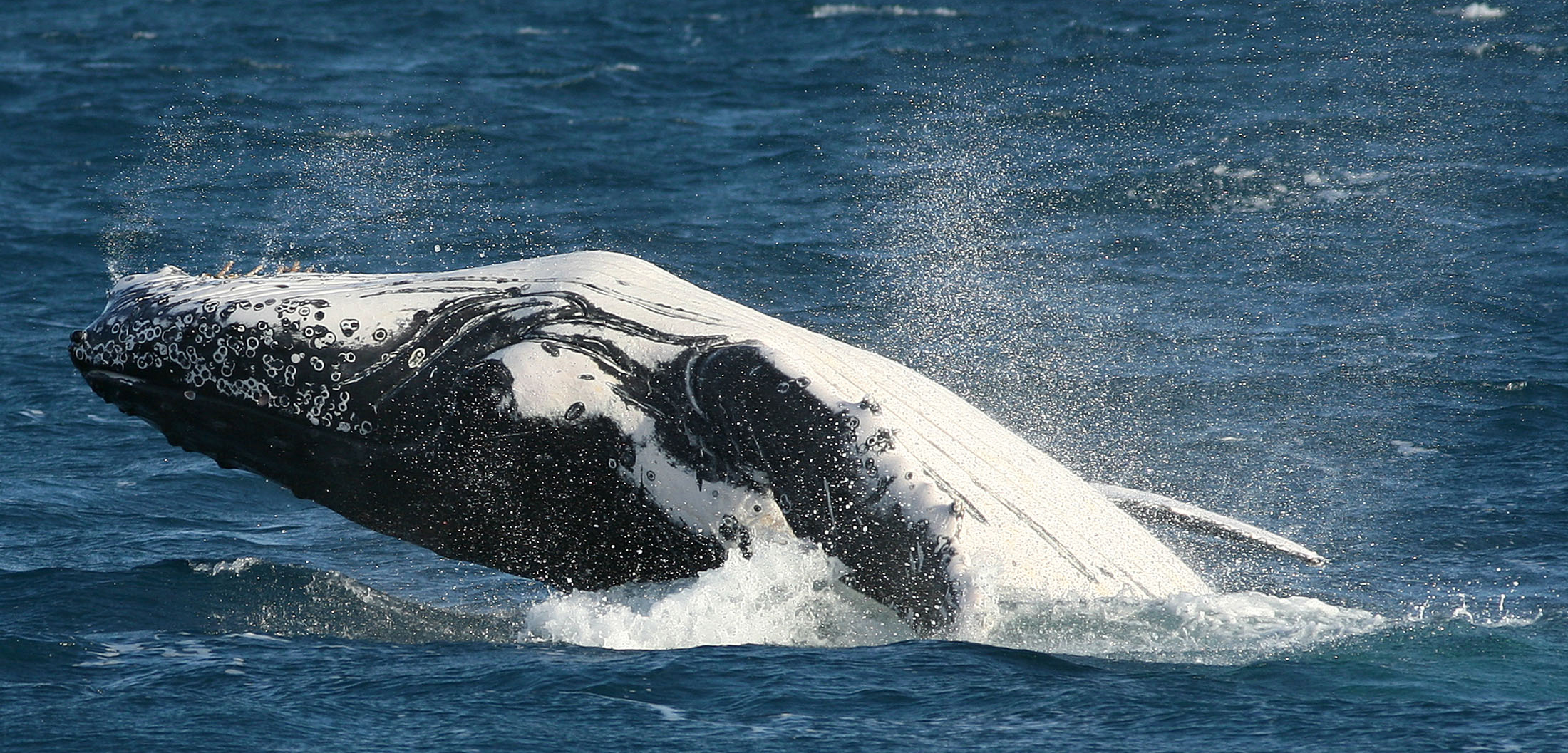 A humpback whale breaches in Australia’s Hervey Bay. Photo by Russell Boyce/Reuters/Corbis