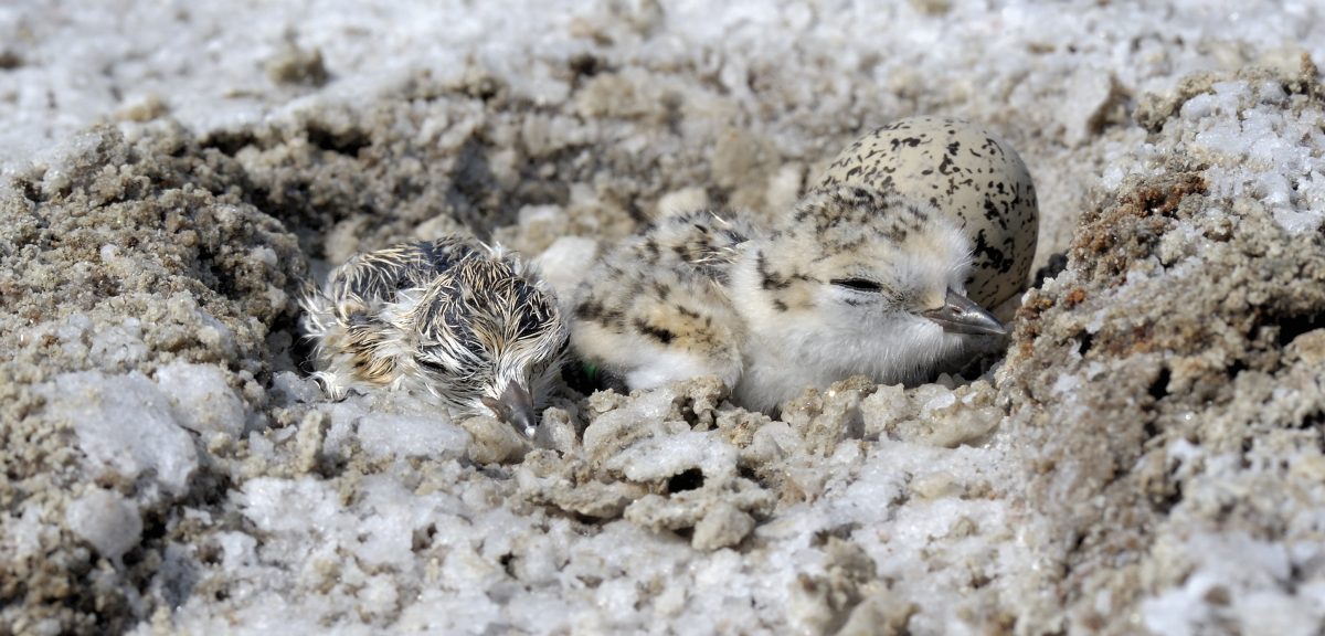 The One Simple Trick to Being a Highly Successful Plover Parent Hakai