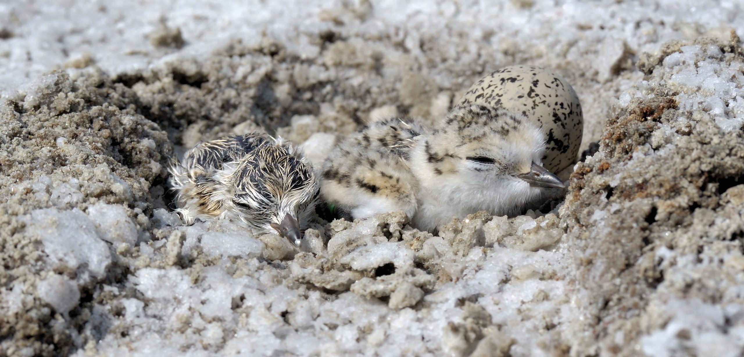 Piping Plover - Nest, Eggs, Chicks | Tern and Plover Conservation  Partnership | Nebraska