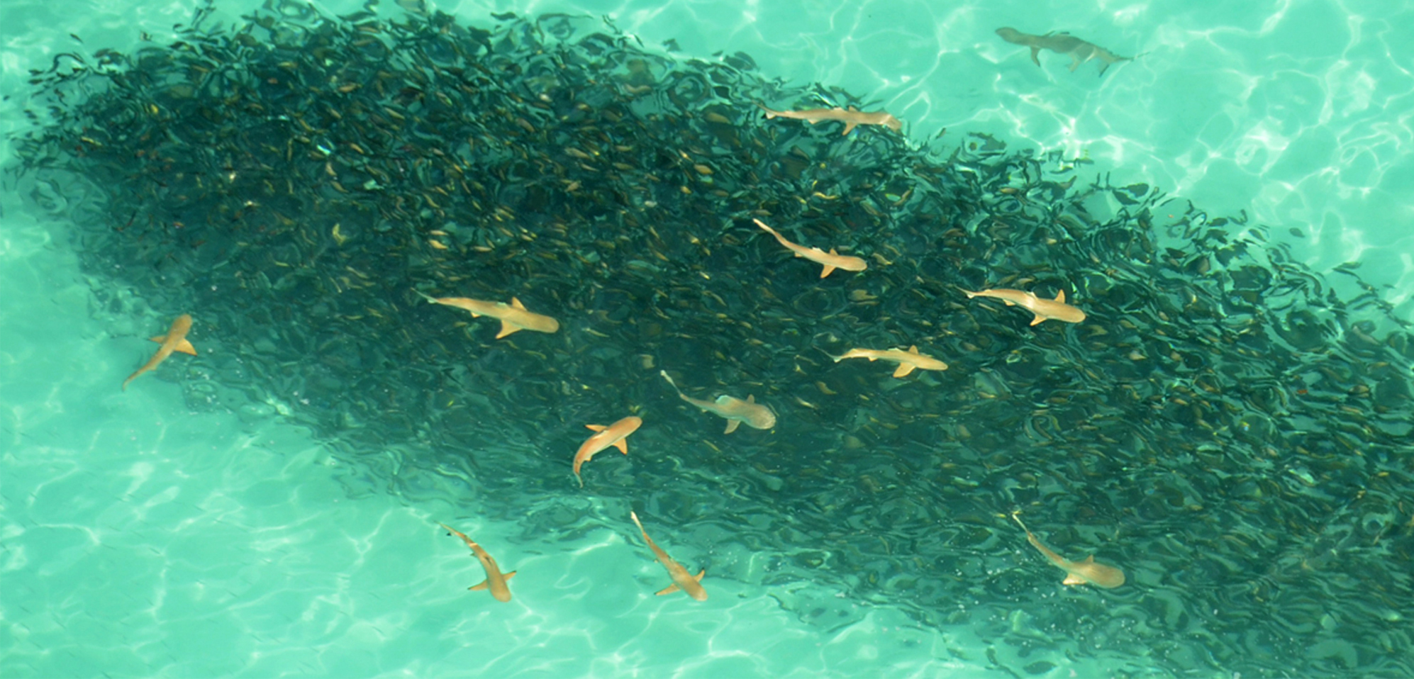 This huge blacktip reef shark congregation was spotted in February 2014. Photo by Marine Nationale/Johann Mourier 