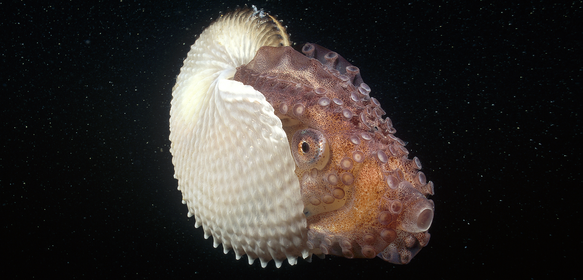 Some female paper nautiluses, shell included, can be more than half a meter long. Photo by Fred Bavendam/Minden Pictures/Corbis