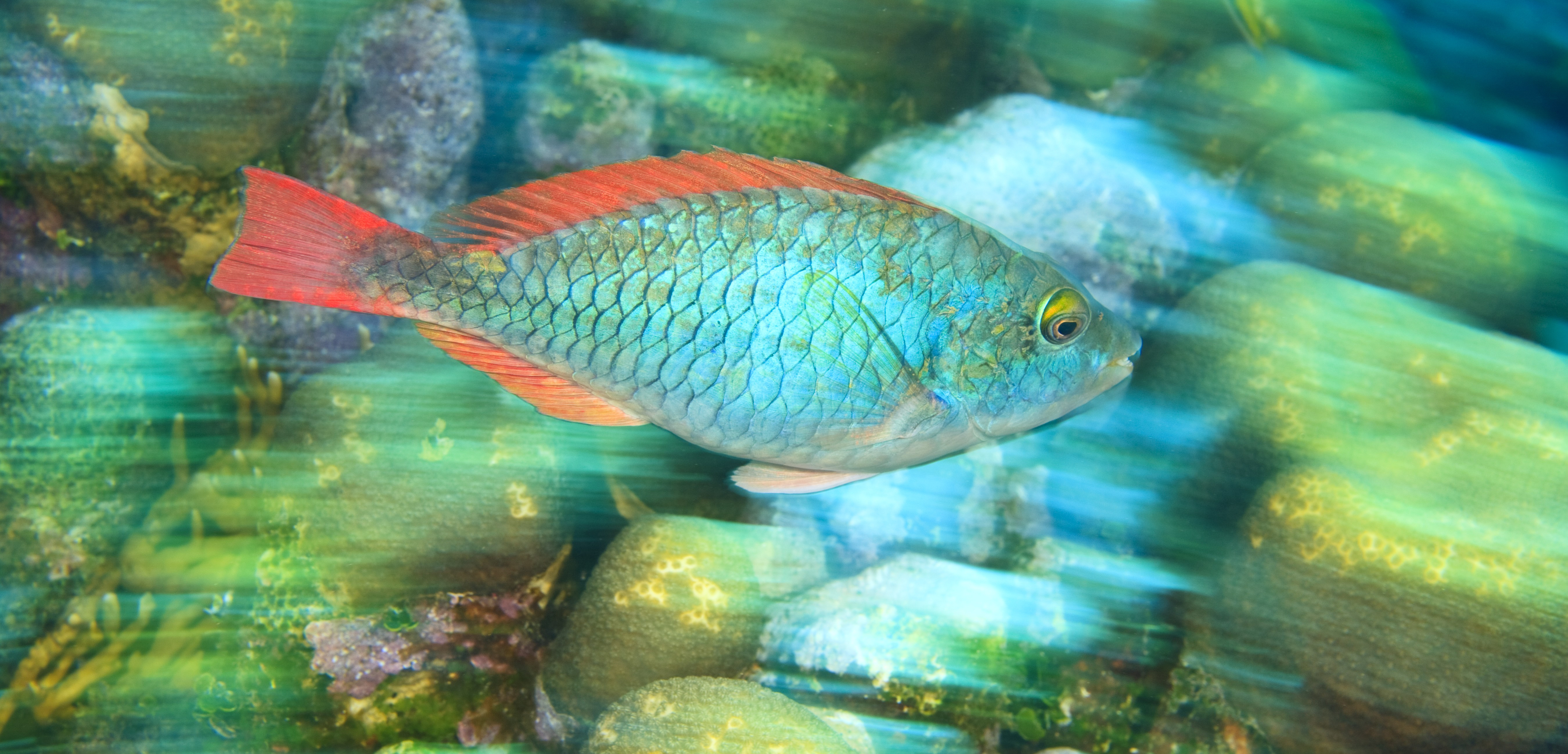 The Caribbean is home to dozens of species of parrotfish. These ecologically important fish help coral reefs stay healthy. Photo by Stuart Westmorland/Corbis
