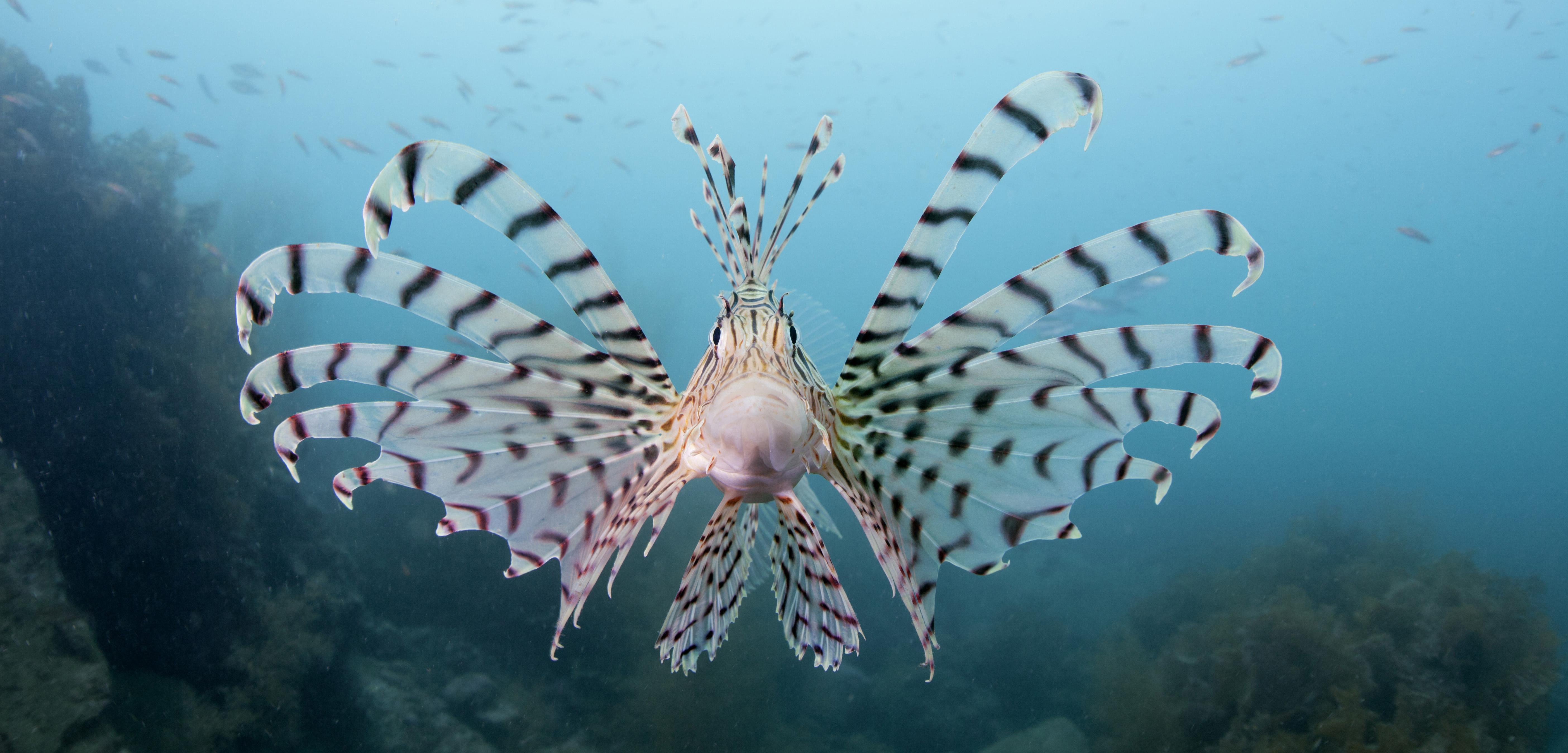 Lionfish, and their pee, may be disrupting the chemical balance of the waters they invade. Photo by Seishi Nakano/Aflo/Corbis