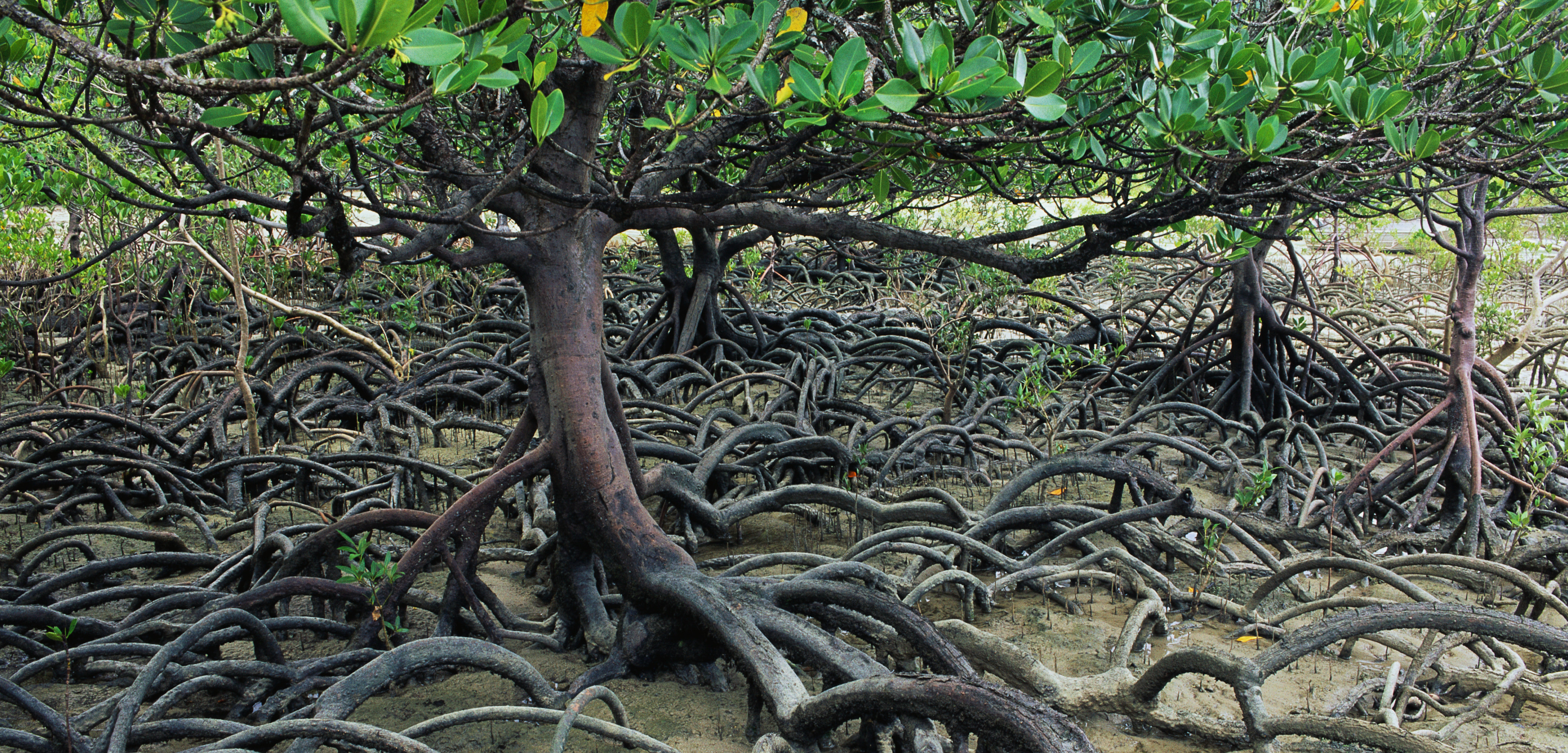 Mangroves Roots