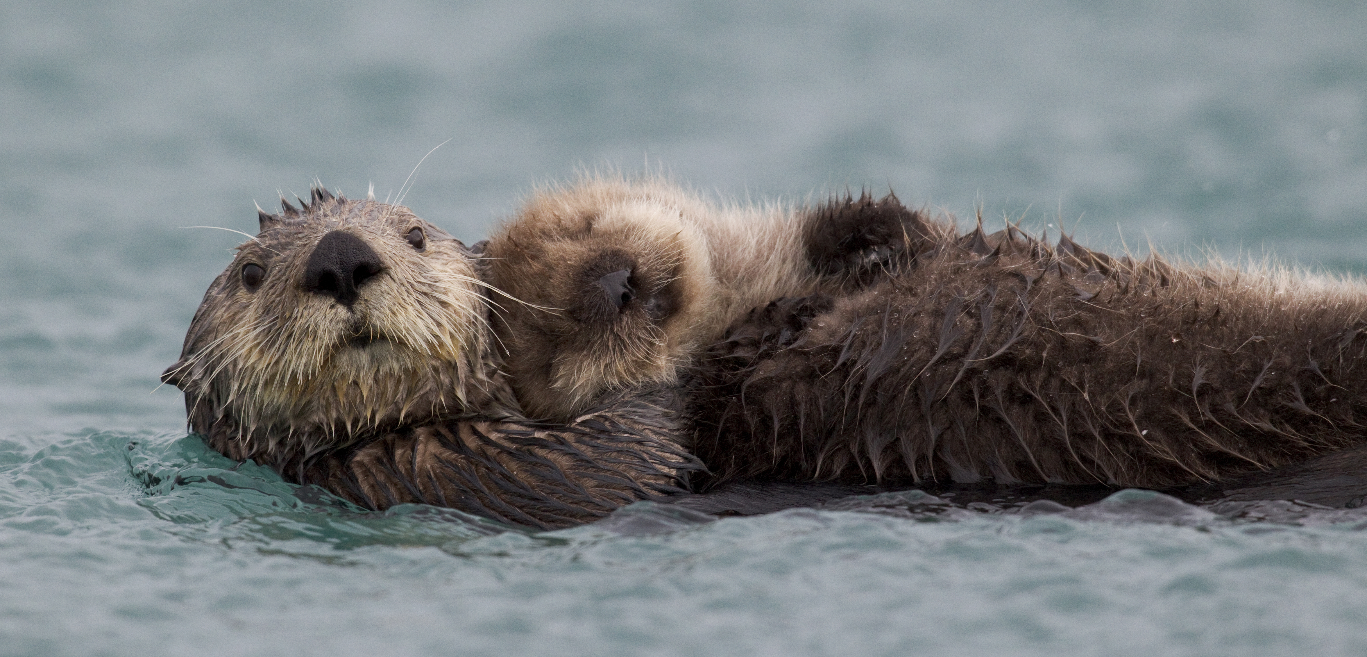 Sea otters are showing a range of symptoms, but nothing that can give away the culprit. Photo by Donald M. Jones/Minden Pictures/Corbis