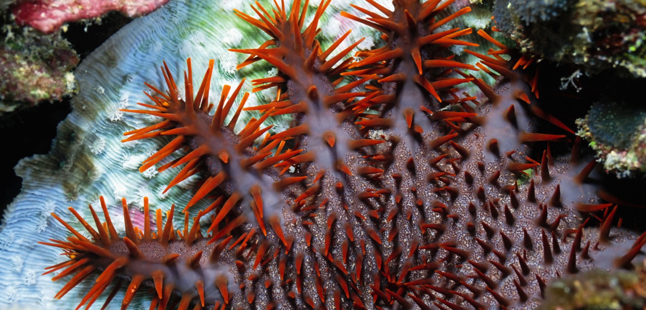 A spiky crown-of-thorns starfish feeds on a coral polyp in Micronesia. Photo by Norbert Wu/Science Faction/Corbis