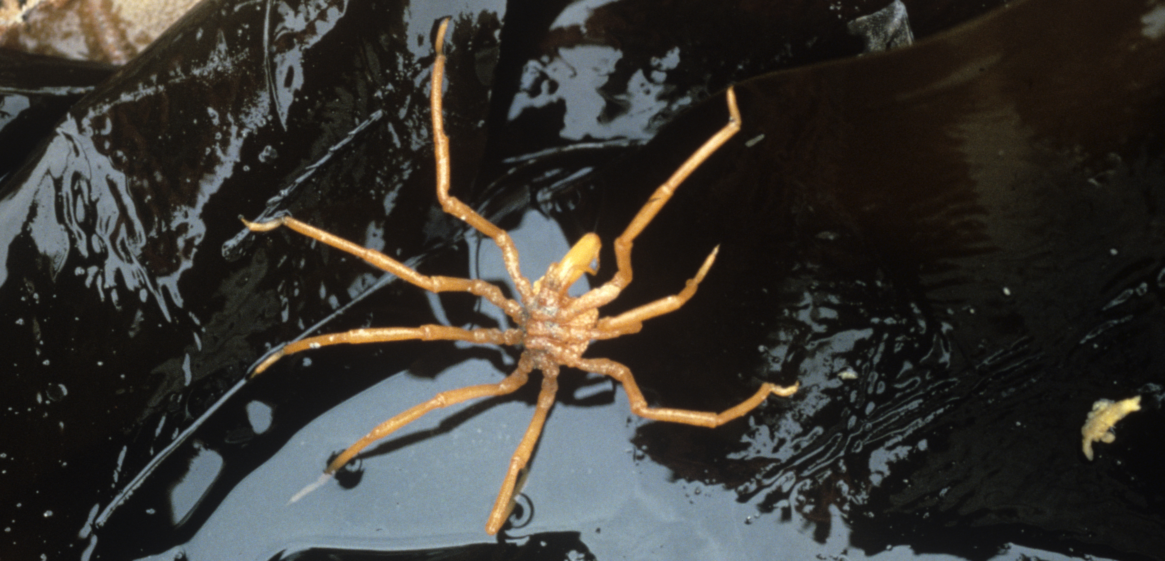 Some Antarctic sea spiders span nearly 25 centimeters from leg tip to tip. Photo by Frank Awbrey/Visuals Unlimited/Corbis 
