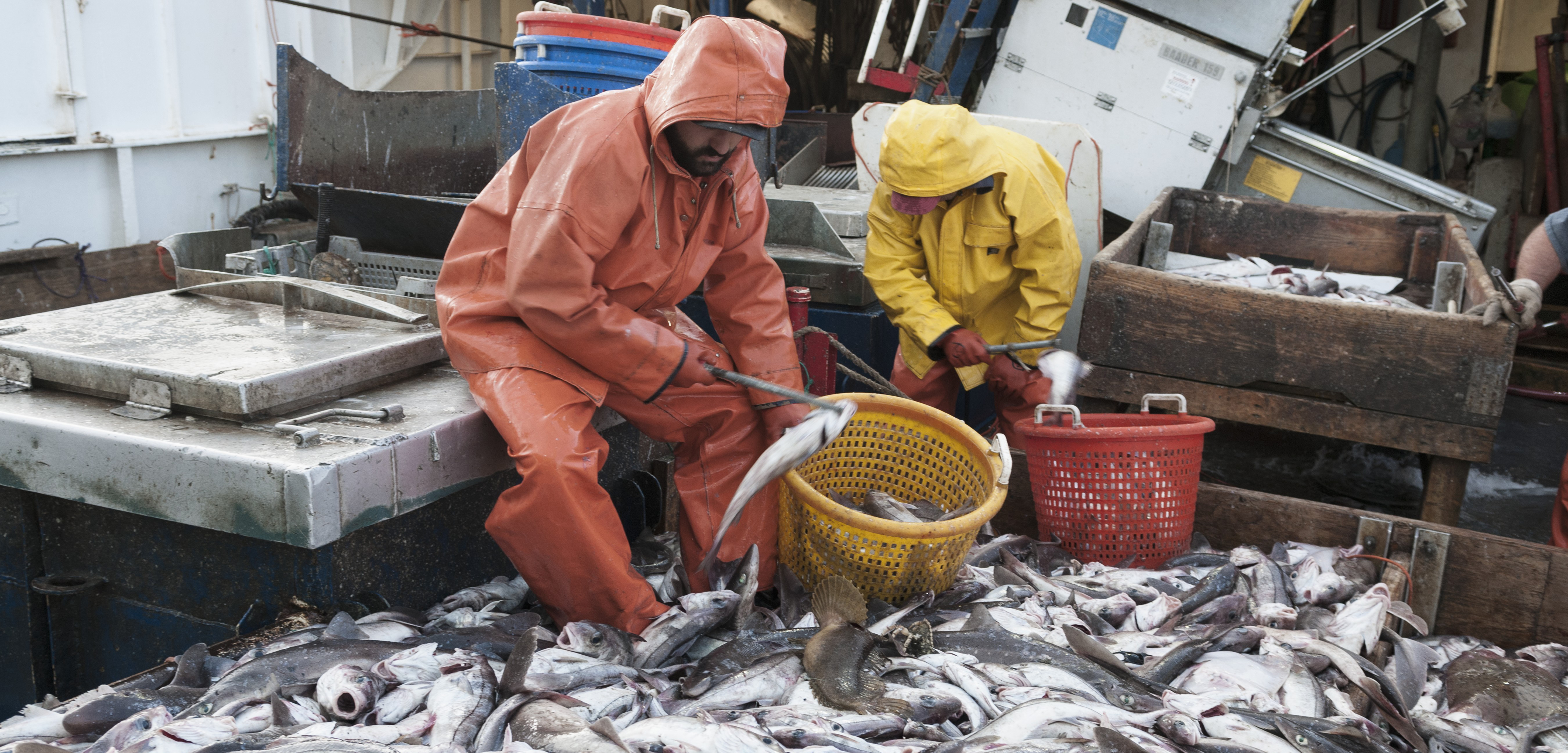 For many species, changing environmental conditions trump overfishing as the top factor affecting fish recruitment. Photo by Rotman/Jeff Rotman Photography/Corbis