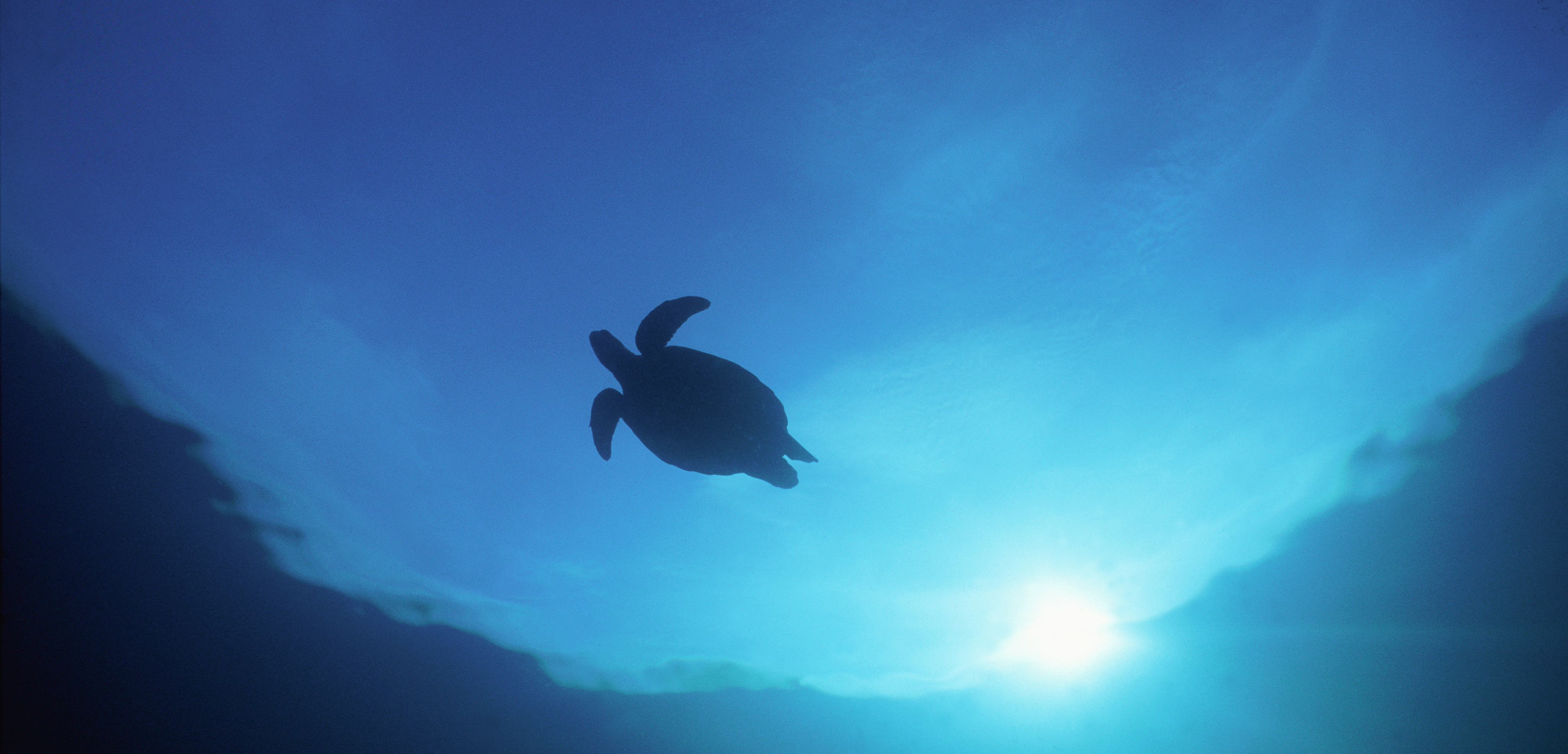 This turtle’s favorite movie is the 1993 classic Homeward Bound. Photo by Gary Bell/Corbis