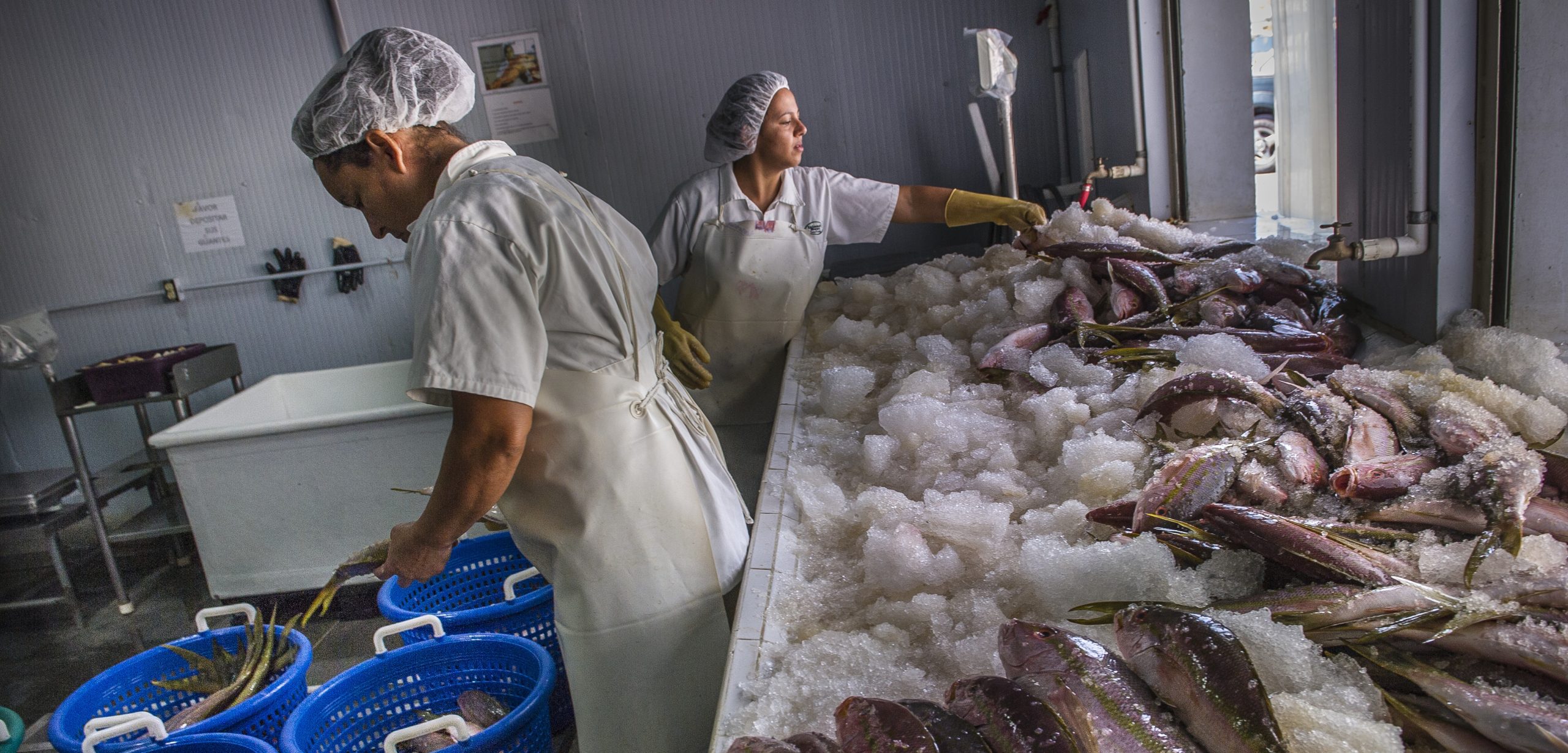 Workers in a fish processing plant in Honduras. Photo by Karen Kasmauski/Corbis