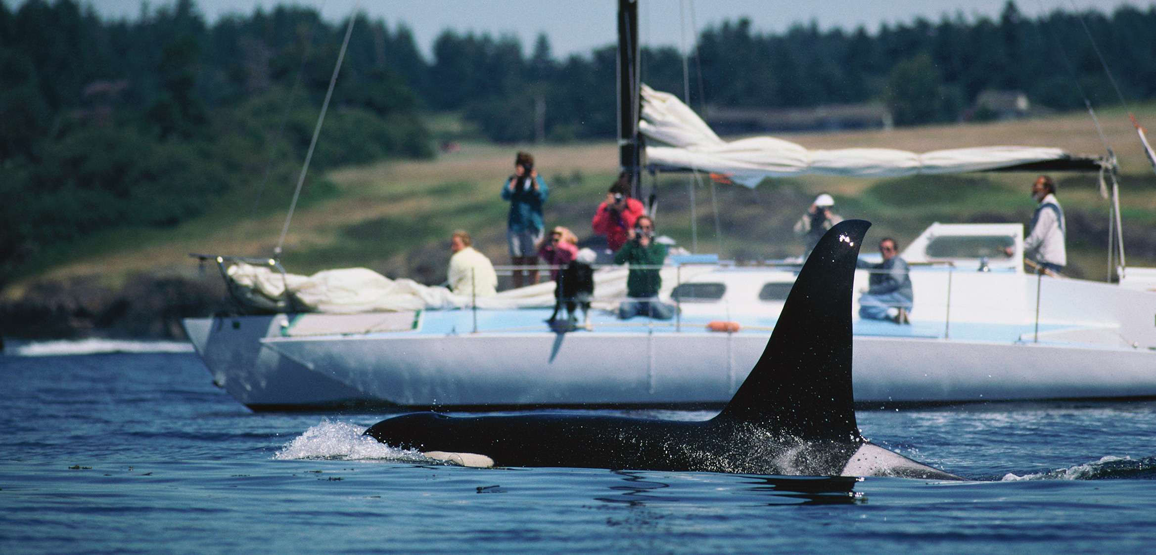 A resident killer whale swims in the waters off Washington State. Photo by Hiroya Minakuchi/Minden Pictures/Corbis