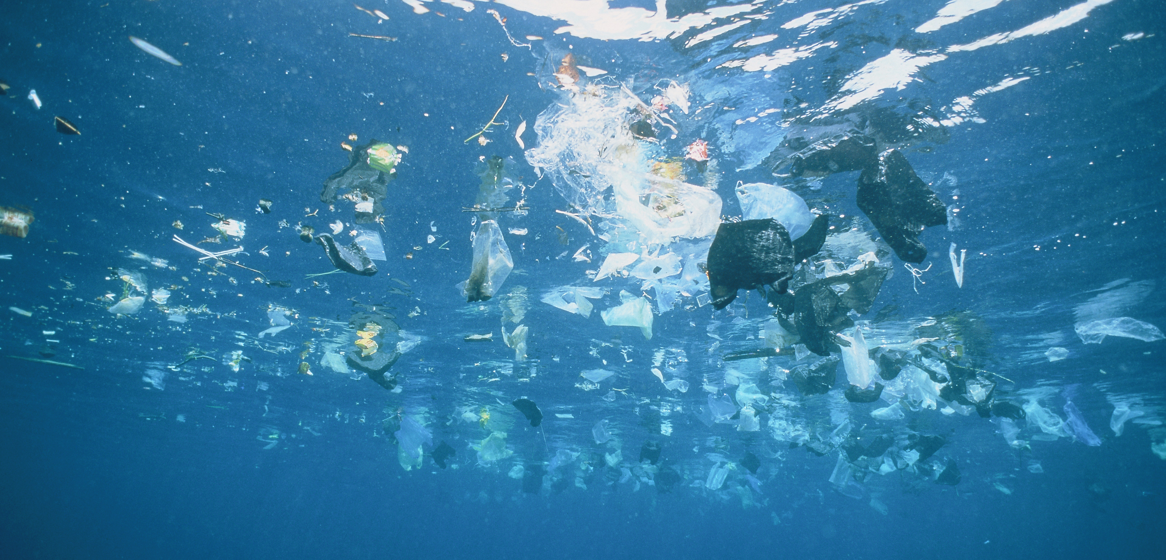 Surface-dwelling fish are more likely to be contaminated by plastic than bottom-dwellers. Photo by Gary Bell/Corbis