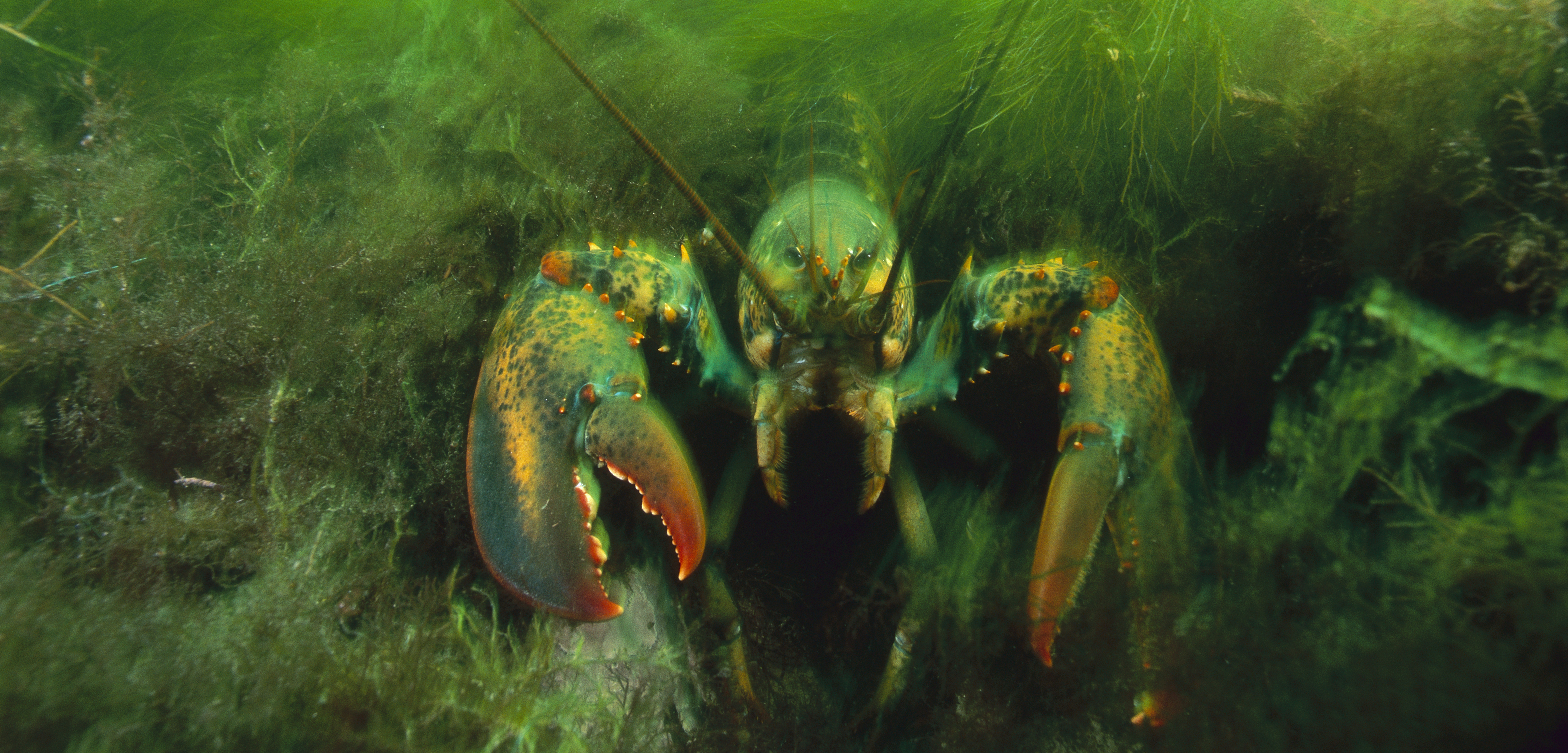 To date, Maine’s lobsters have only been lightly affected by “lobster shell disease,” but that could change as the water warms. Photo by Scott Leslie/Minden Pictures/Corbis