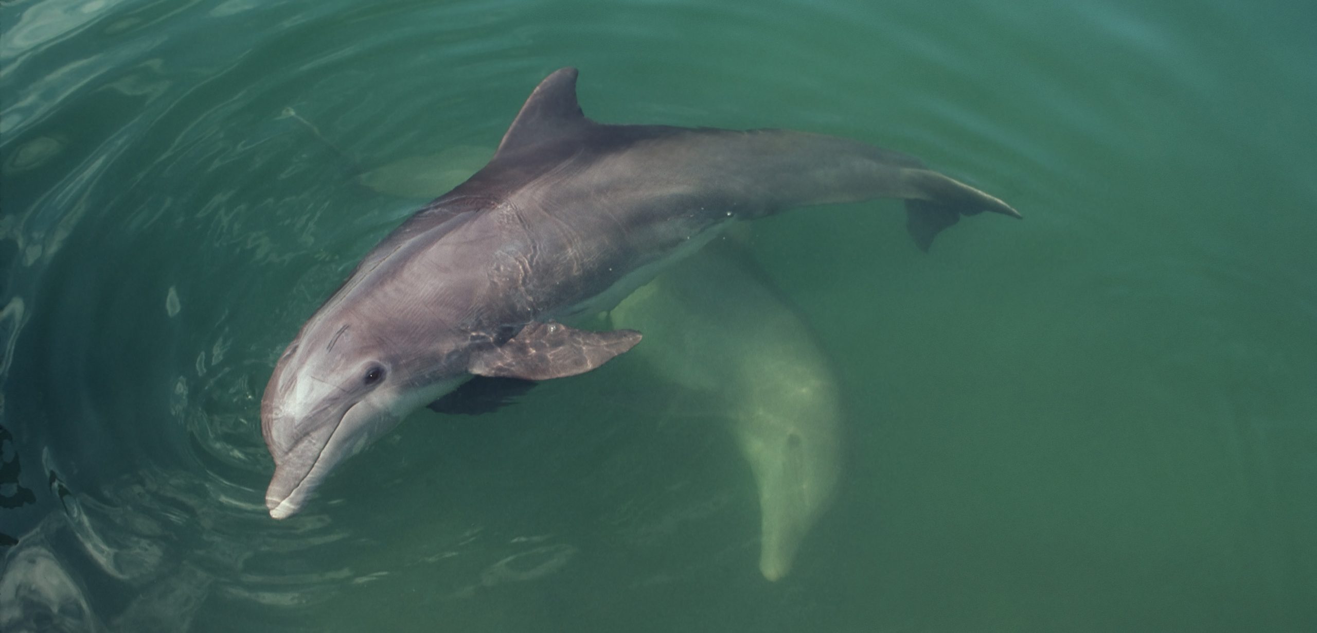 Researchers have discovered a novel type of hunting behavior in some of Florida’s bottlenose dolphins. Photo by 145/Pat Canova/Ocean/Corbis