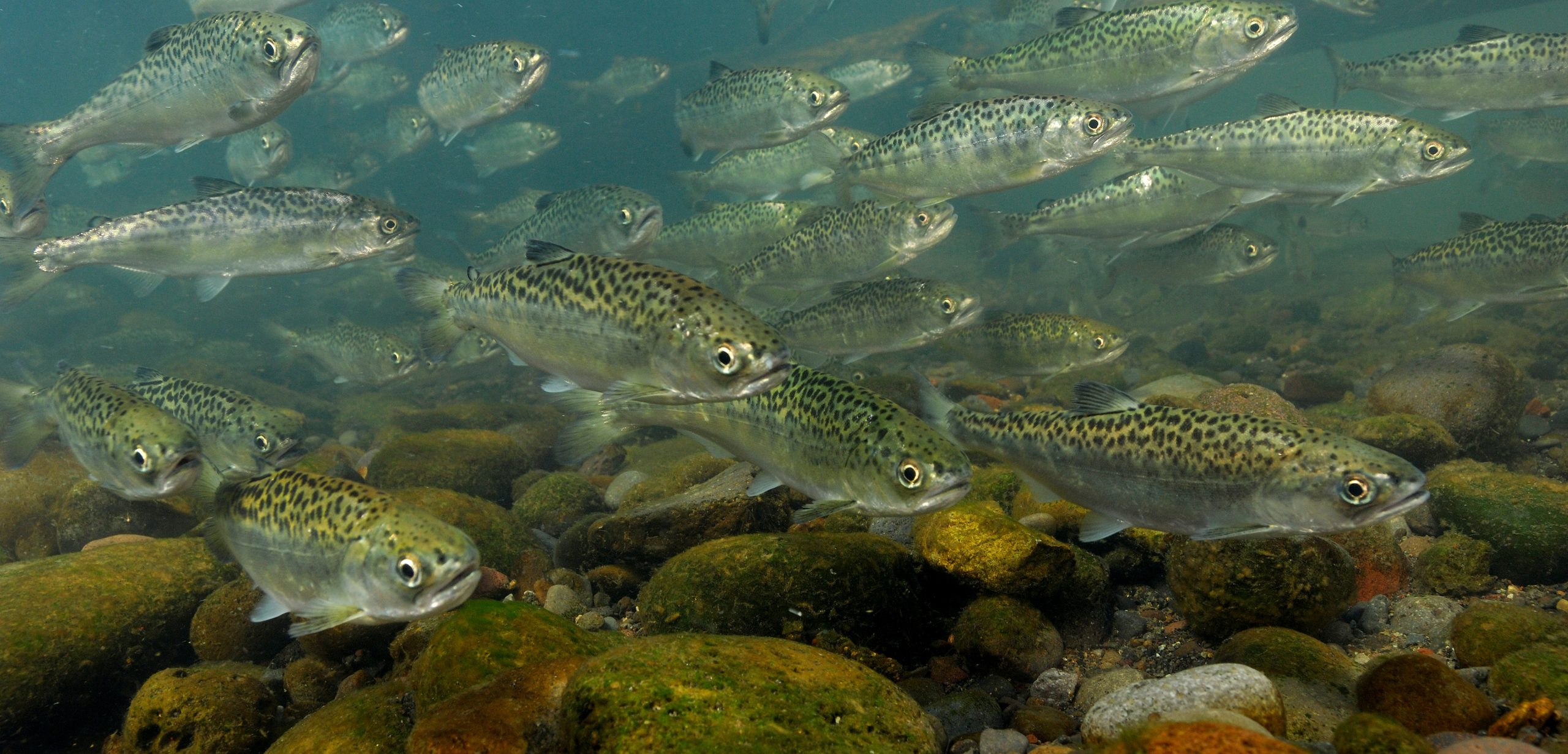 Young chinook salmon, with their highly active lifestyles, seem to be more exposed to contaminants than less active sculpin. Photo by Mark Conlin/SuperStock/Corbis