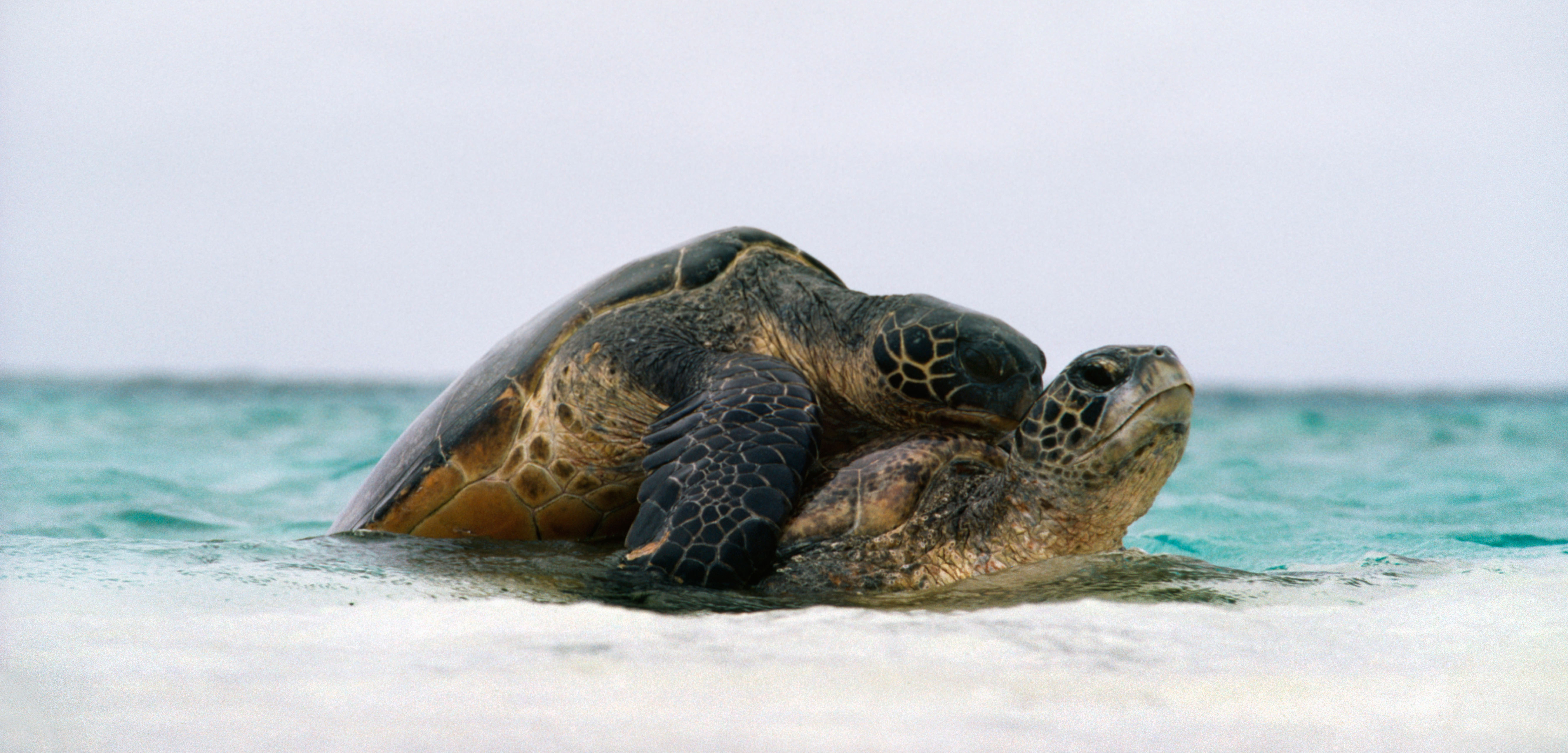 Biting, rubbing, circling, and mounting—green sea turtle sex has it all. Photo by Frans Lanting Studio/Alamy Stock Photo
