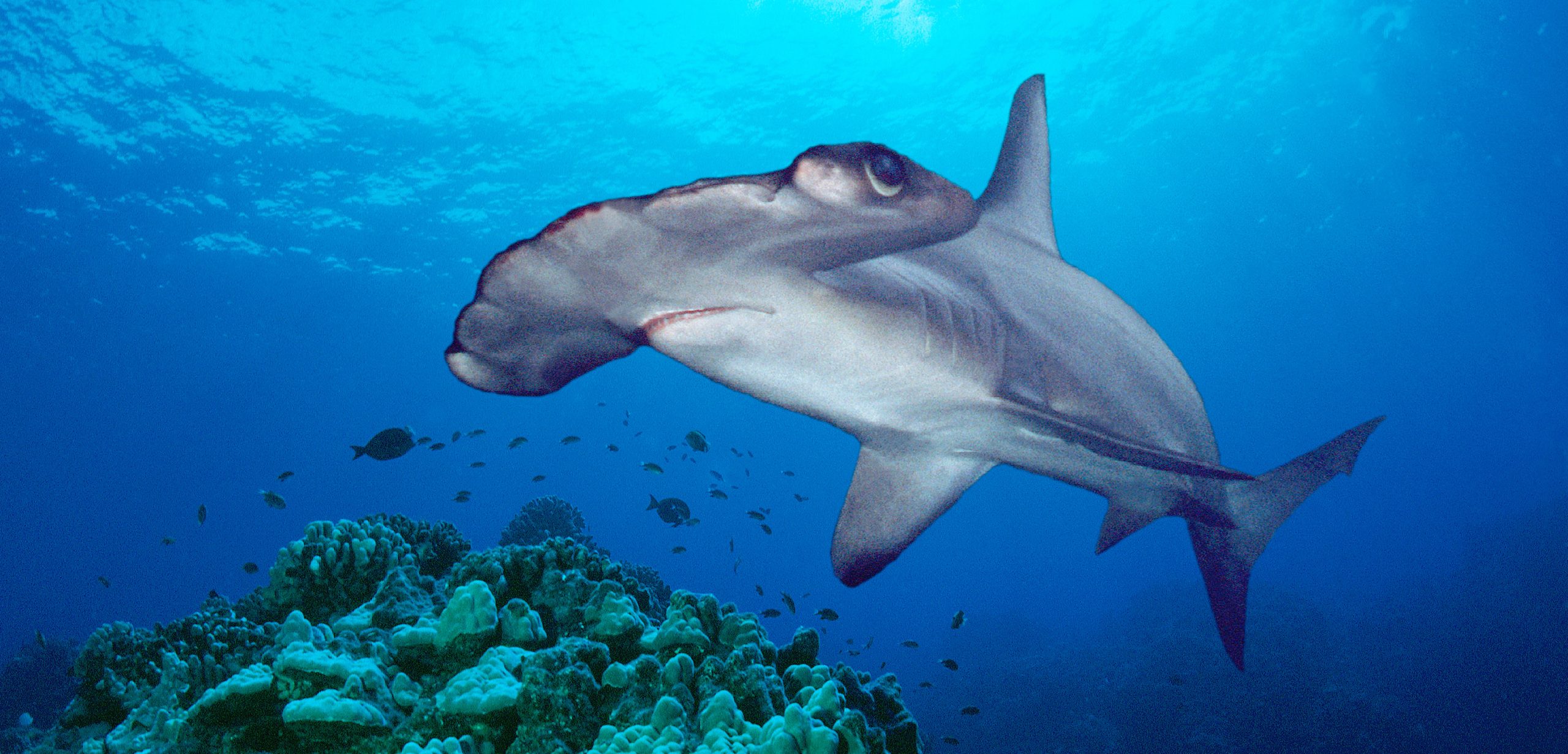 Scalloped hammerhead sharks are highly migratory, so identifying nursery sites is particularly important to efforts to protect this endangered species. Photo by Stephen Frink Collection/Alamy Stock Photo