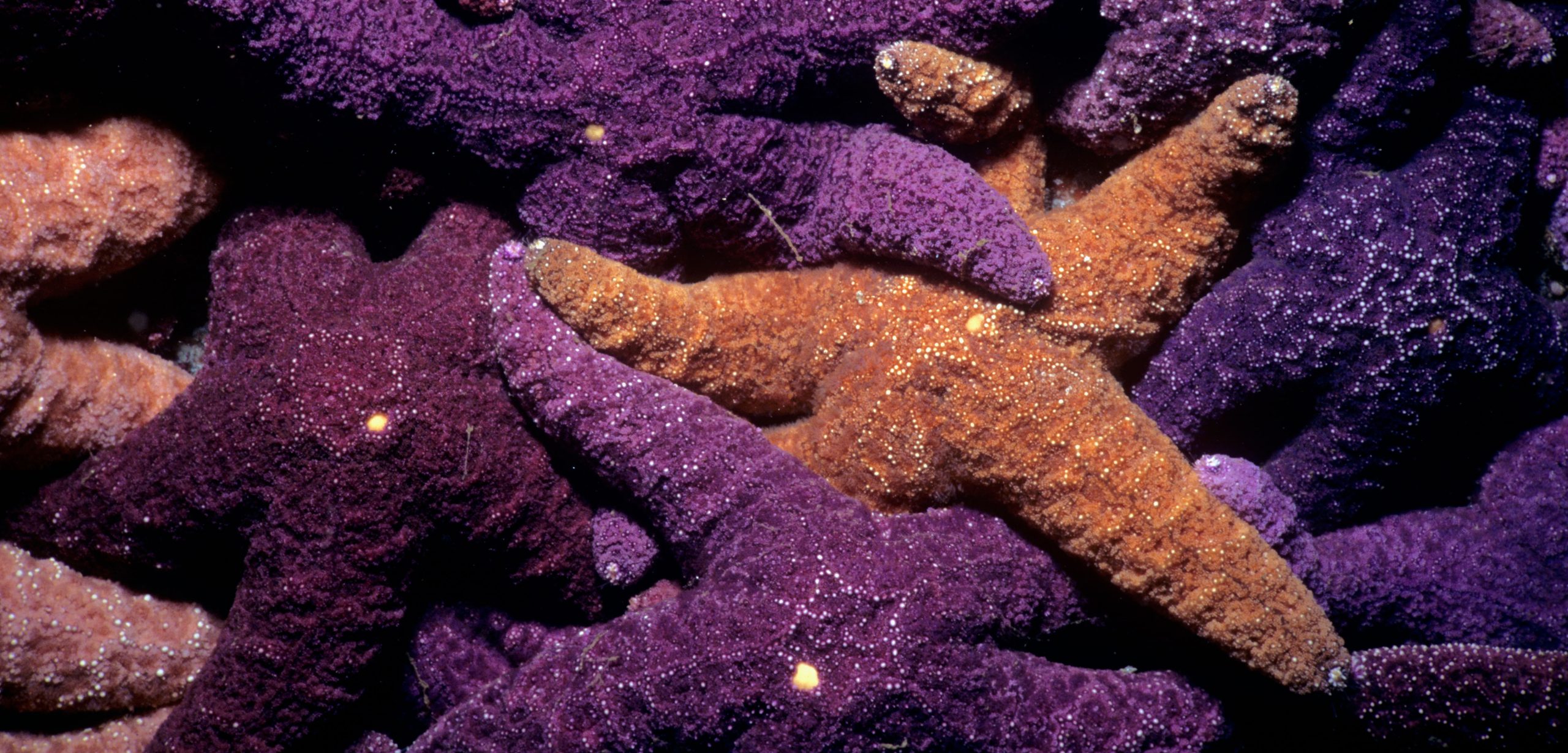 New research is causing the original keystone species, the ochre sea star Pisaster ochraceus, to lose some of its supposed ecosystem-controlling powers. Photo by Jeff Rotman/Alamy Stock Photo