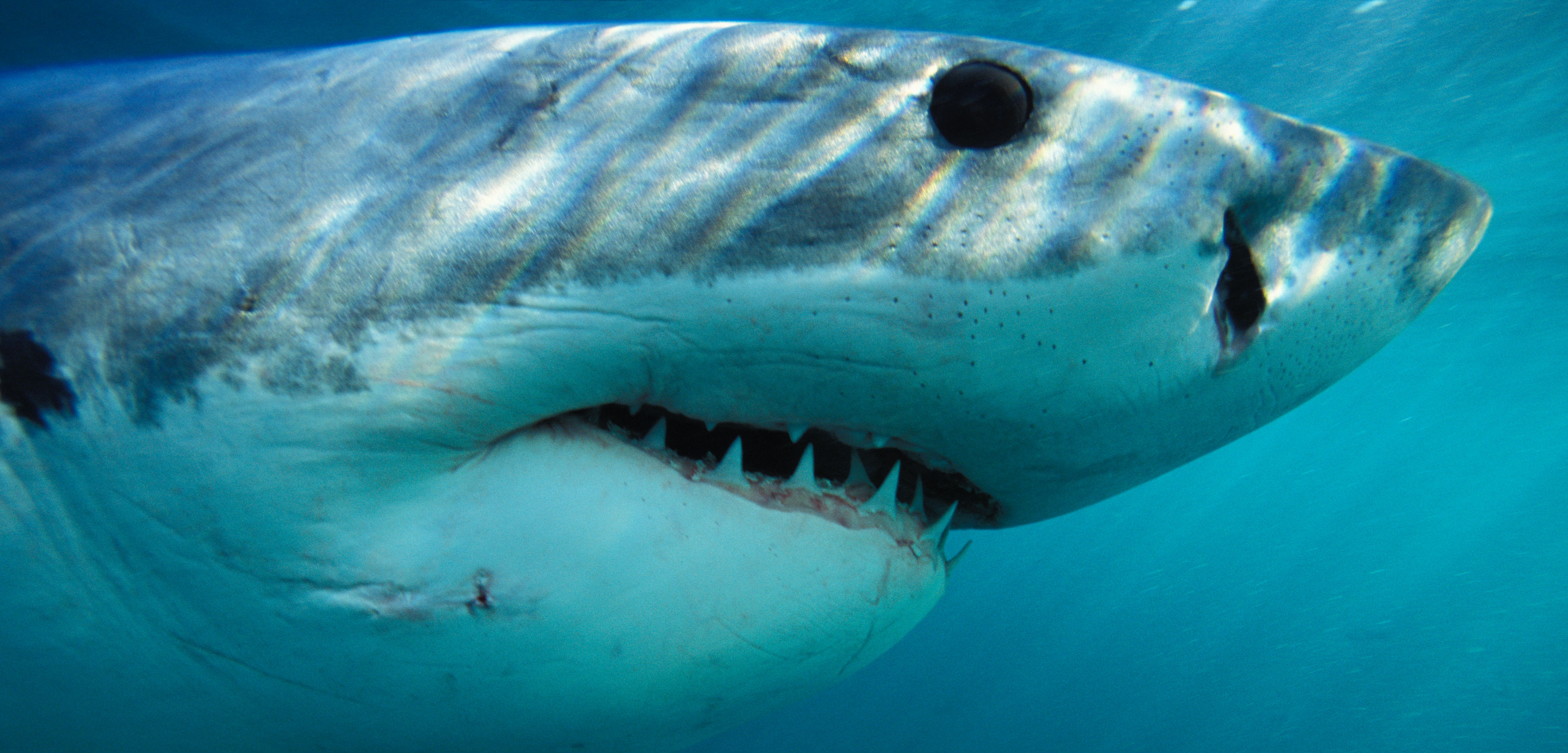 Sharks are a broad and diverse group of species, but in the public imagination we tend to treat them all the same. Photo by Brandon Cole Marine Photography/Alamy Stock Photo