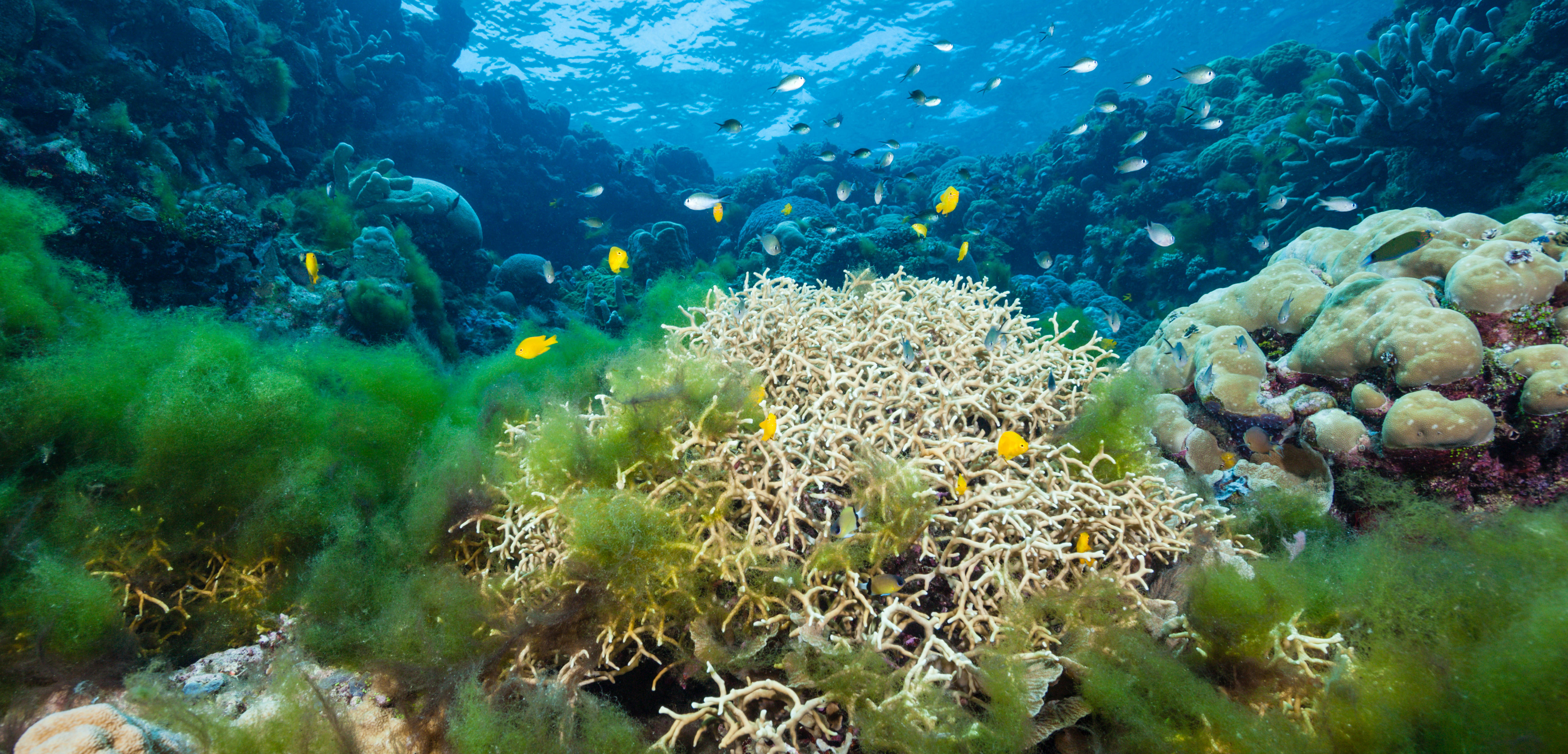 A coral reef being overgrown by algae. WaterFrame/Alamy Stock Photo