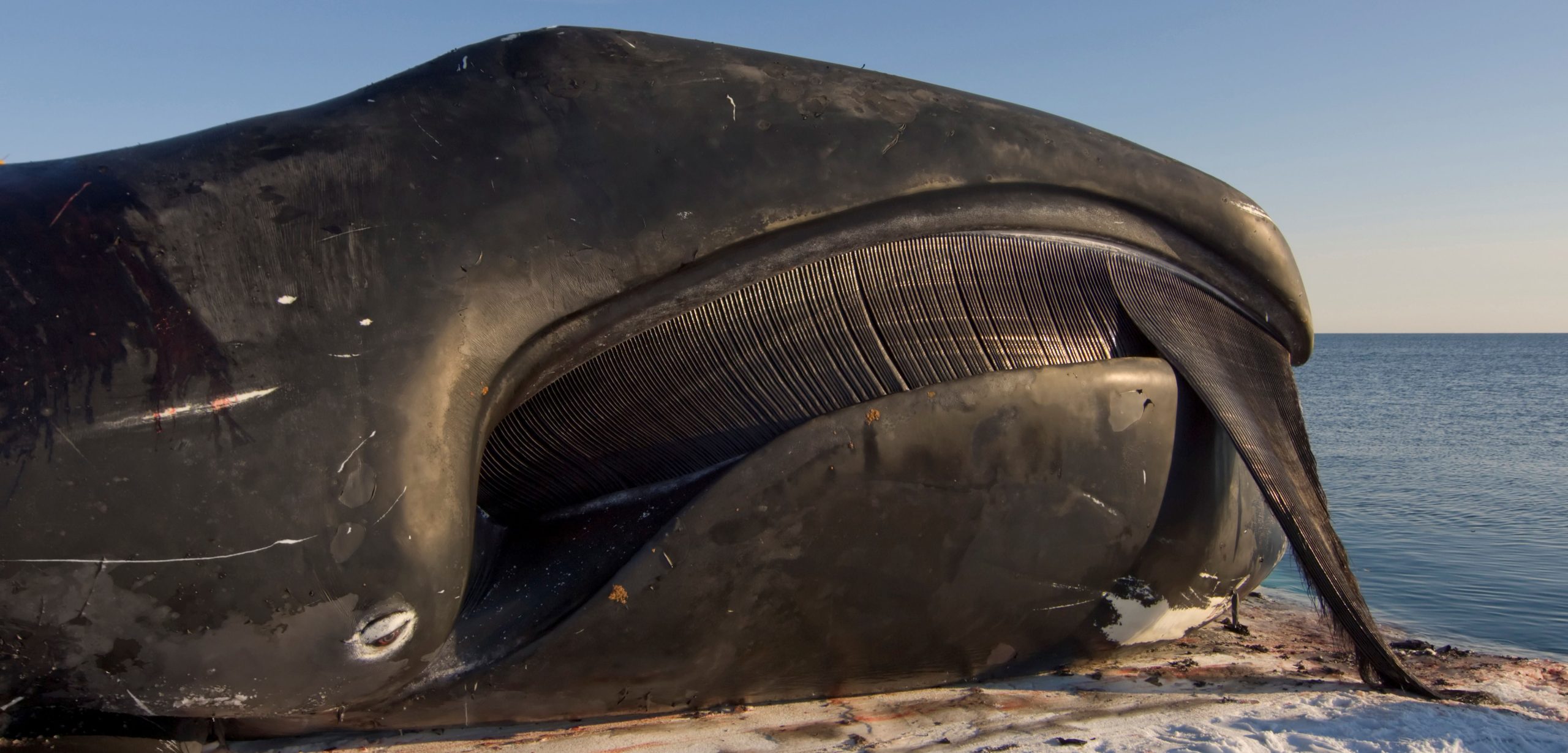 The Evolutionary Trick that Lets Bowhead Whales Grow So Big | Hakai Magazine