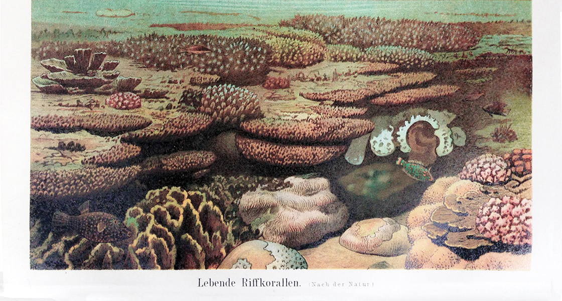 A Coral Disease's History, Discovered in a 19th-Century