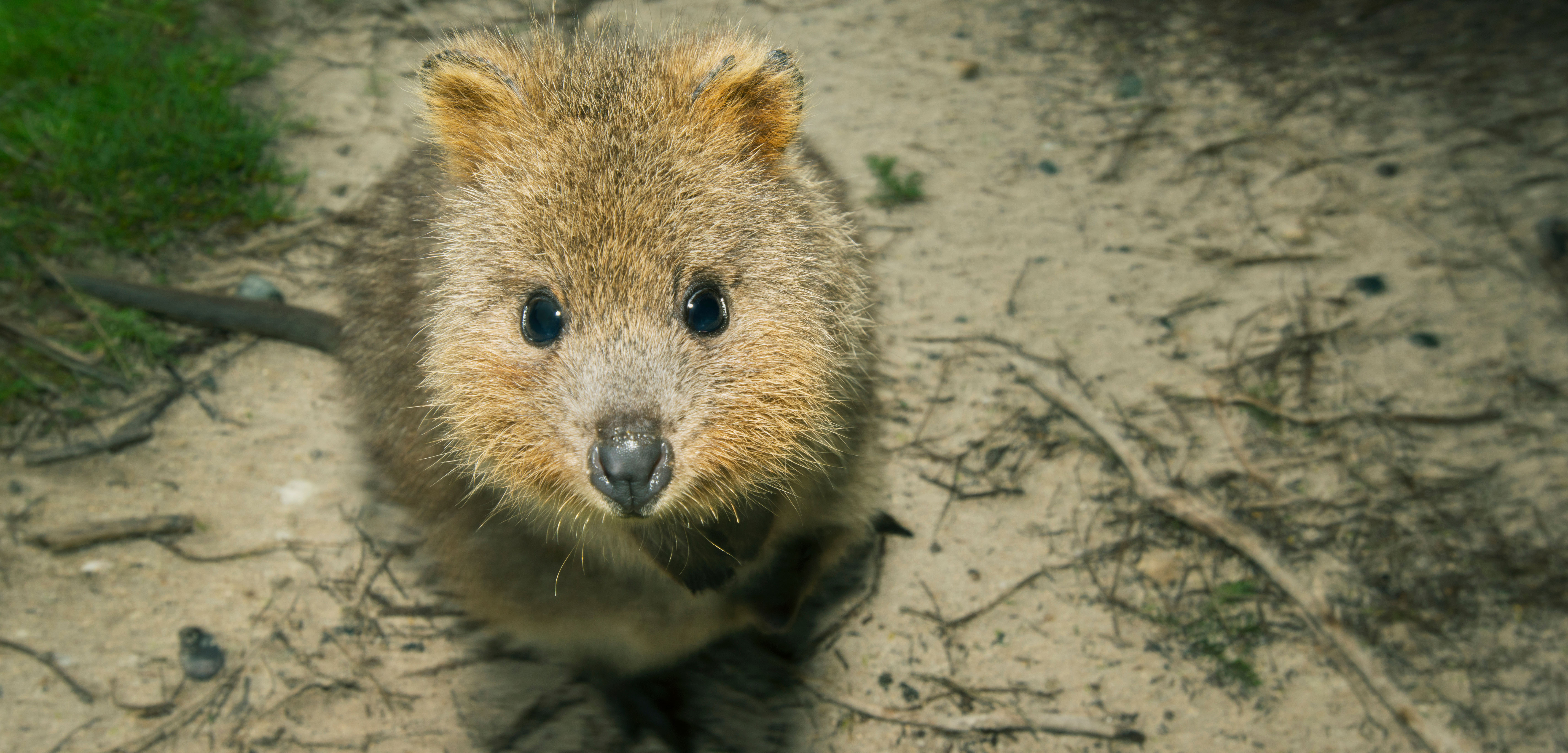 Rottnest Island’s cute and cuddly quokkas are not accustomed to dealing with humans—and they don’t fare well when they do. Photo by Kevin Schafer/Alamy Stock Photo