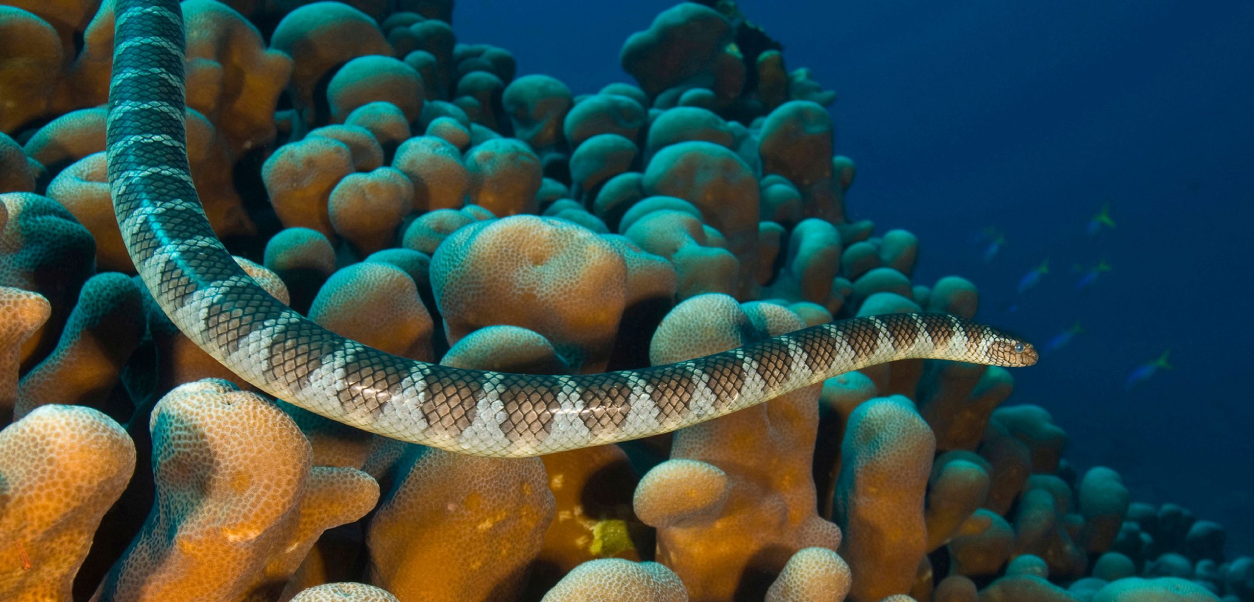 Sea snakes. Why’d it have to be sea snakes? Photo by WaterFrame/Alamy Stock Photo