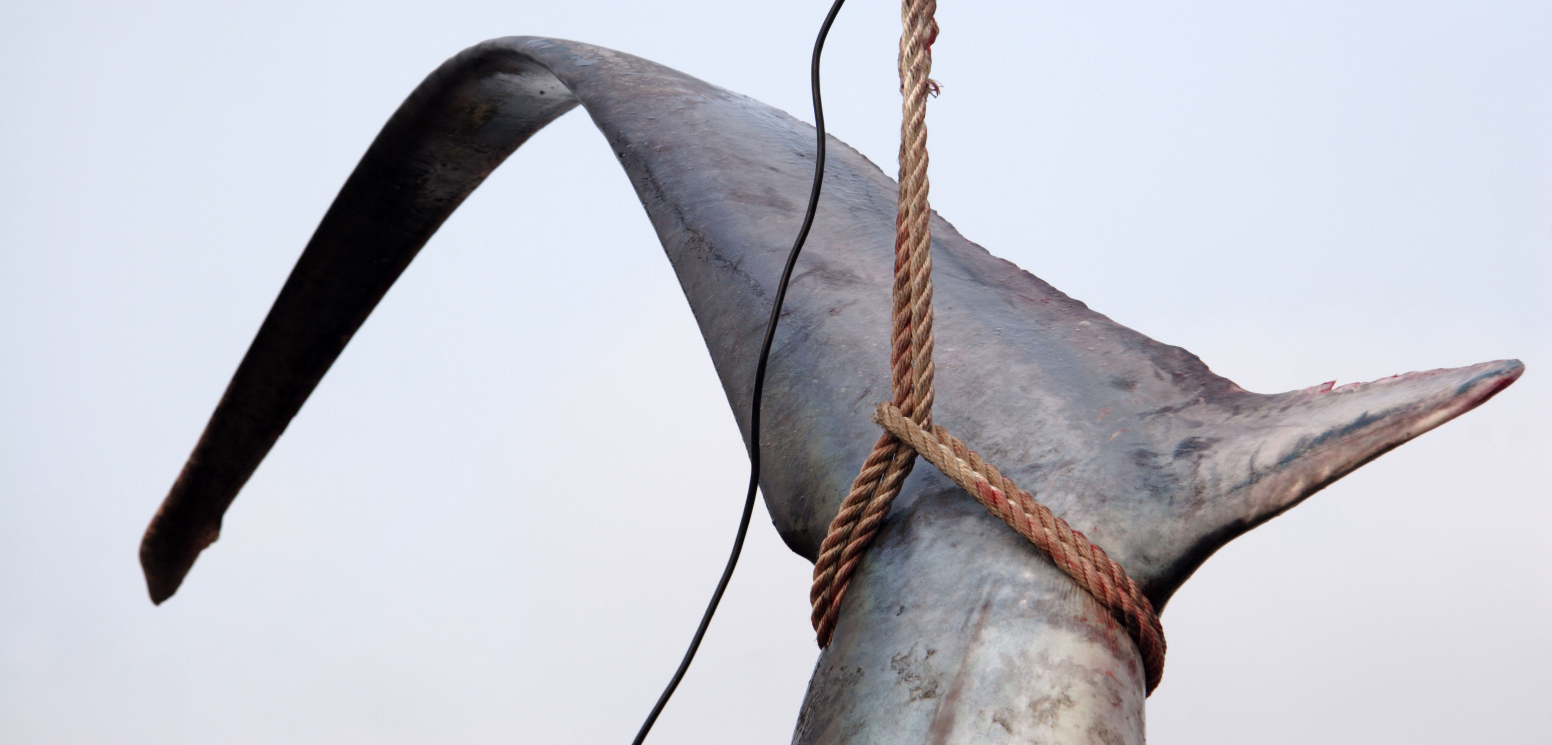 For many species, shark fishing is a legal activity. Photo by Michael Matthews/Alamy Stock Photo