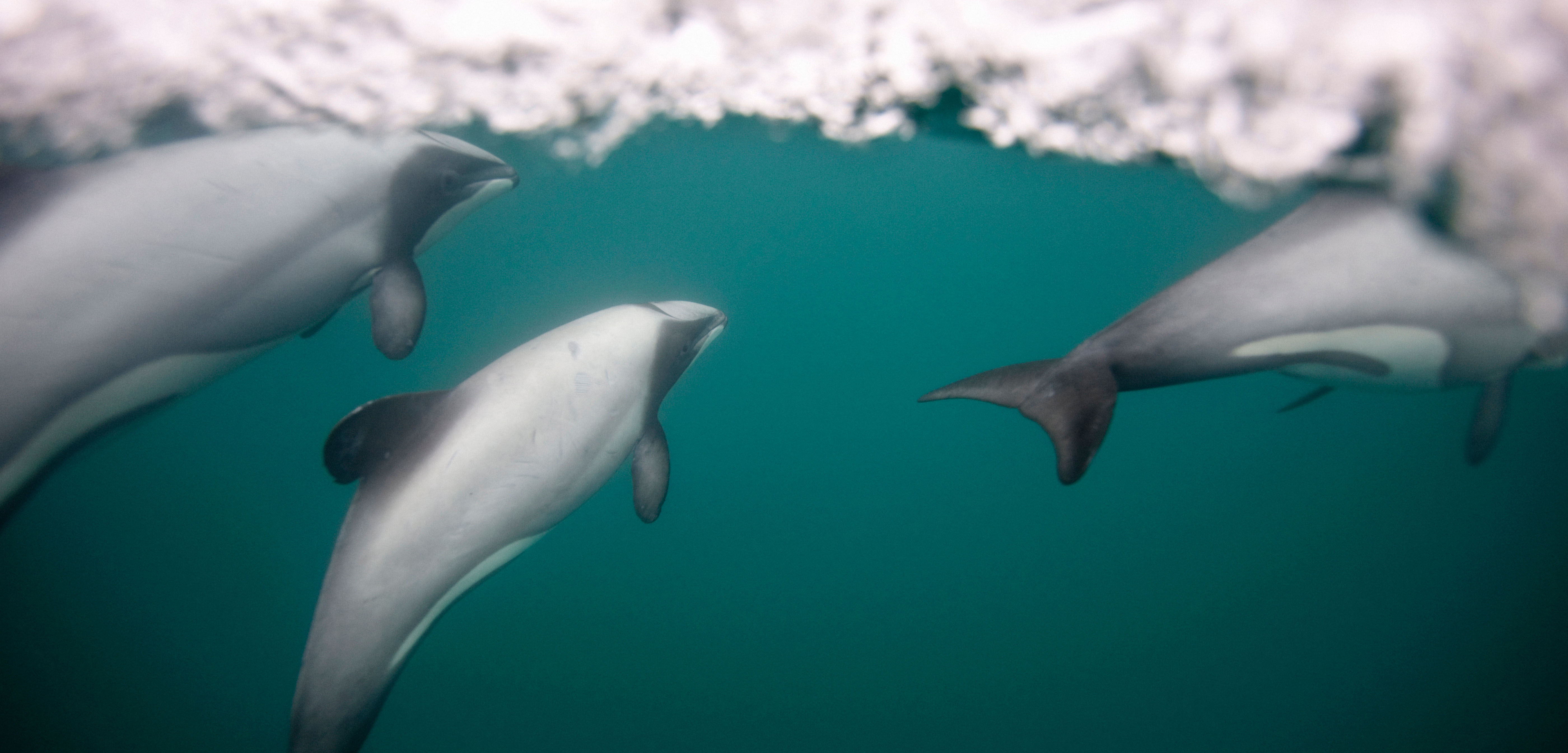 Hector’s dolphins pop up to the surface to grab a breath the old-fashioned, non-mouth-breathing way. Photo by Cultura RM/Alamy Stock Photo