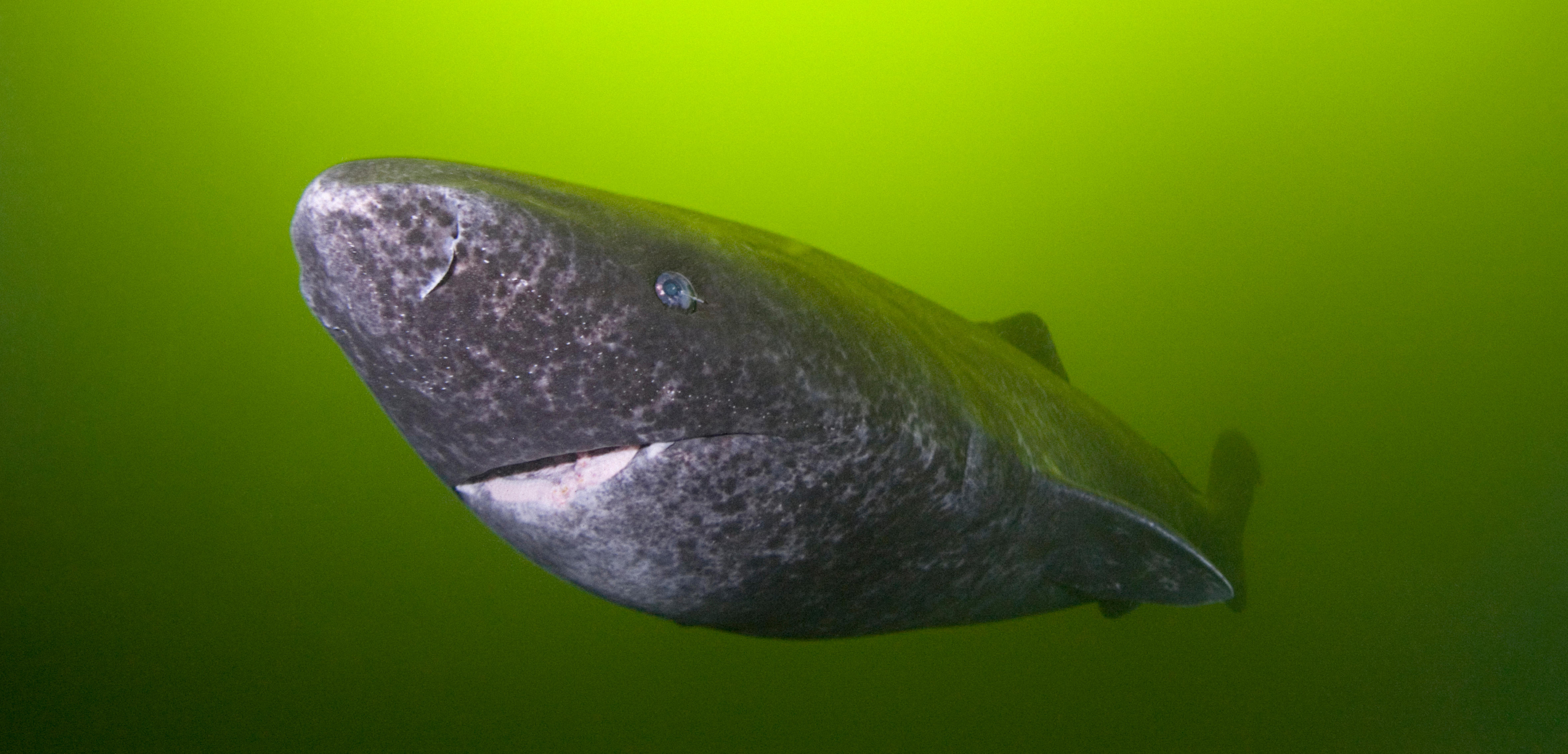 Recent research revealed that the Greenland shark can live for hundreds of years. Photo by Nature Picture Library/Alamy Stock Photo