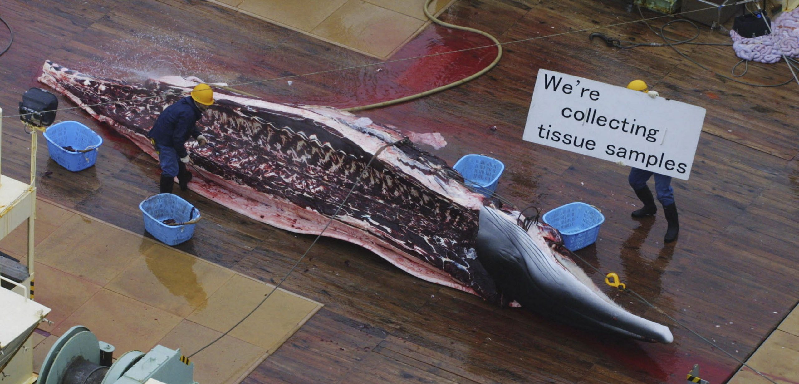 In 2001, a crew member aboard a Japanese scientific whaling vessel—midway through dissecting an Antarctic minke whale—holds a sign to onlookers. Photo by Jeremy Sutton-Hibbert/Alamy Stock Photo