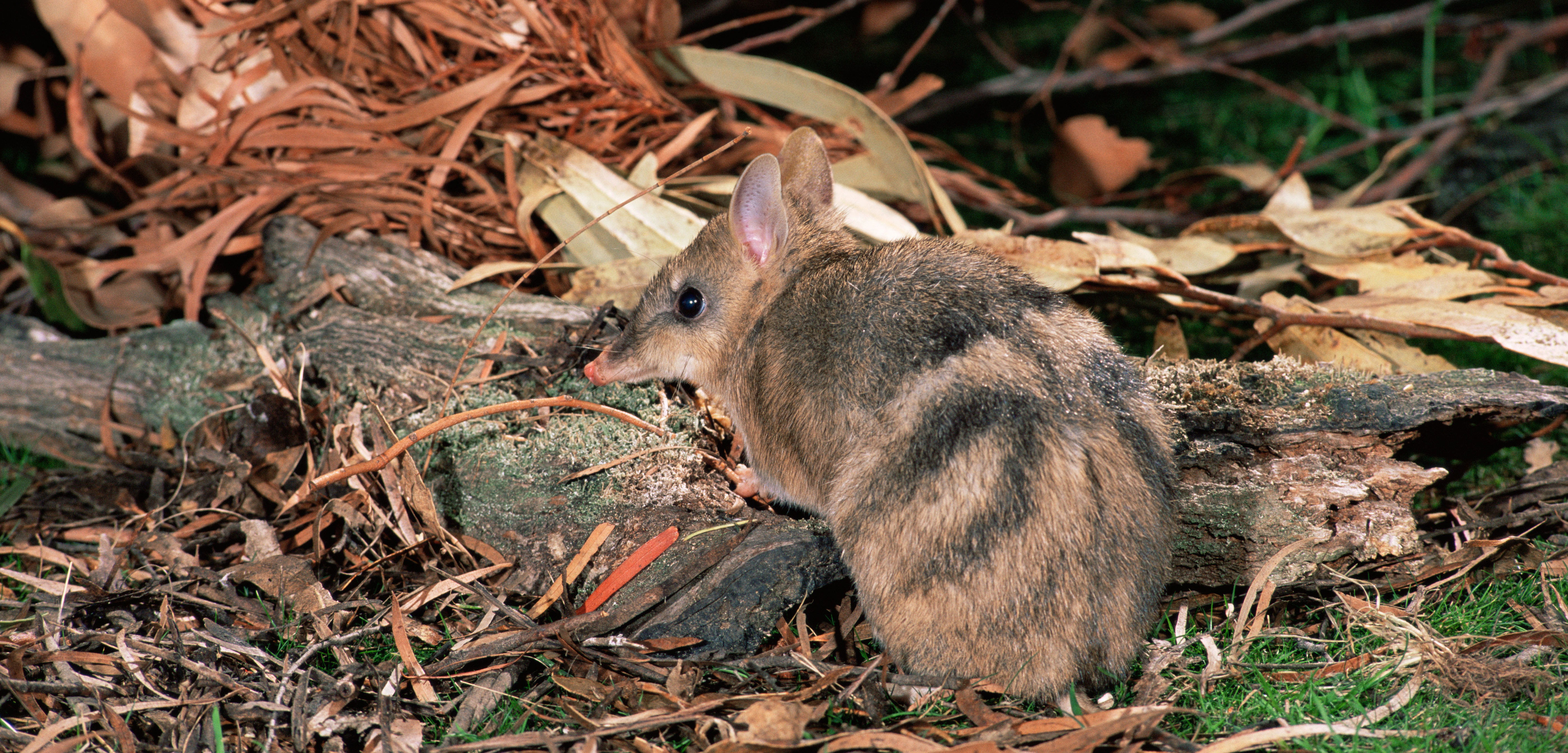 Just keep looking over your shoulder, bandicoot. Photo by Dave Watts/Alamy Stock Photo