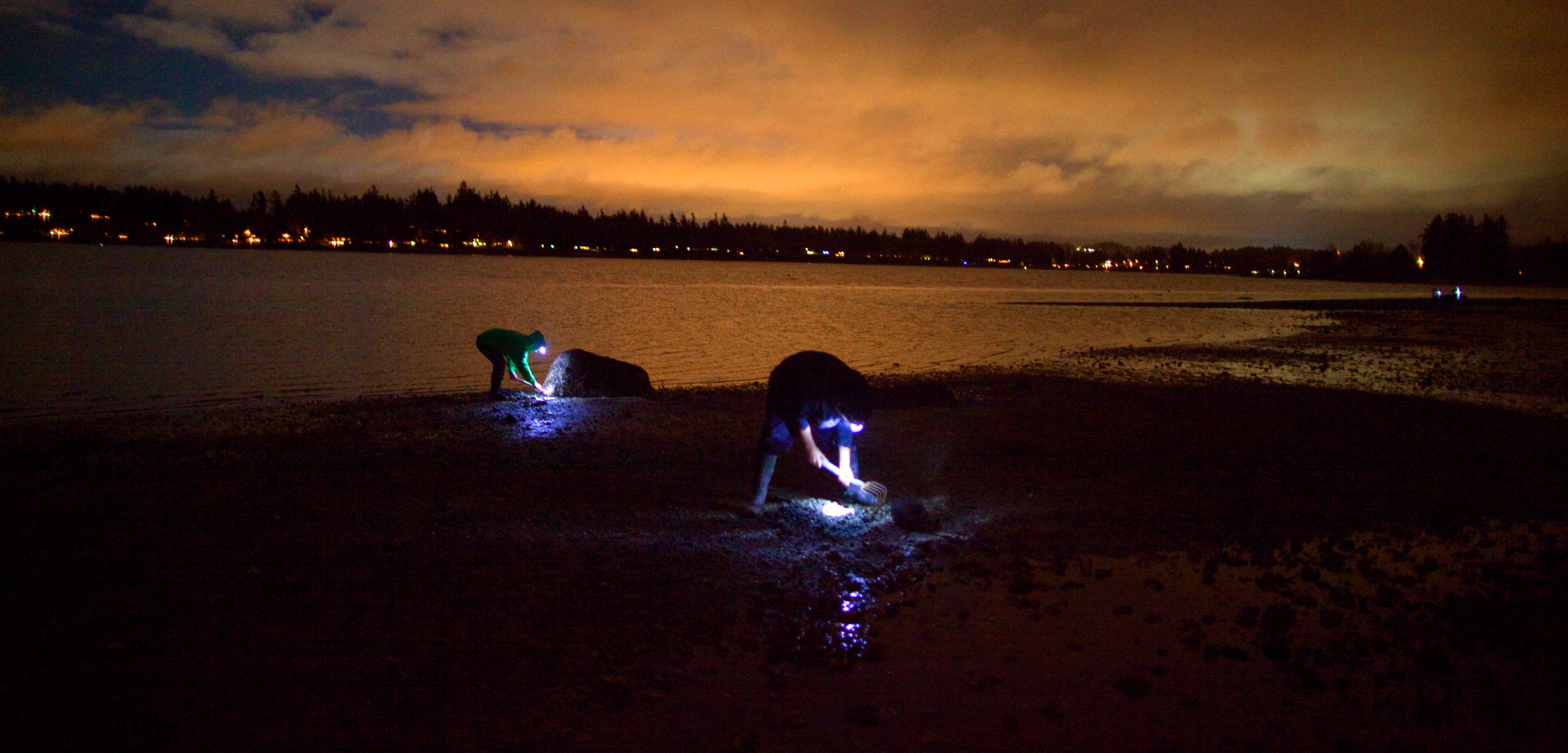 People hunt for clams on the coast of Puget Sound. New research suggests urbanization in the area may be giving a boost to clam populations. Photo by Aurora Photos/Alamy Stock Photo