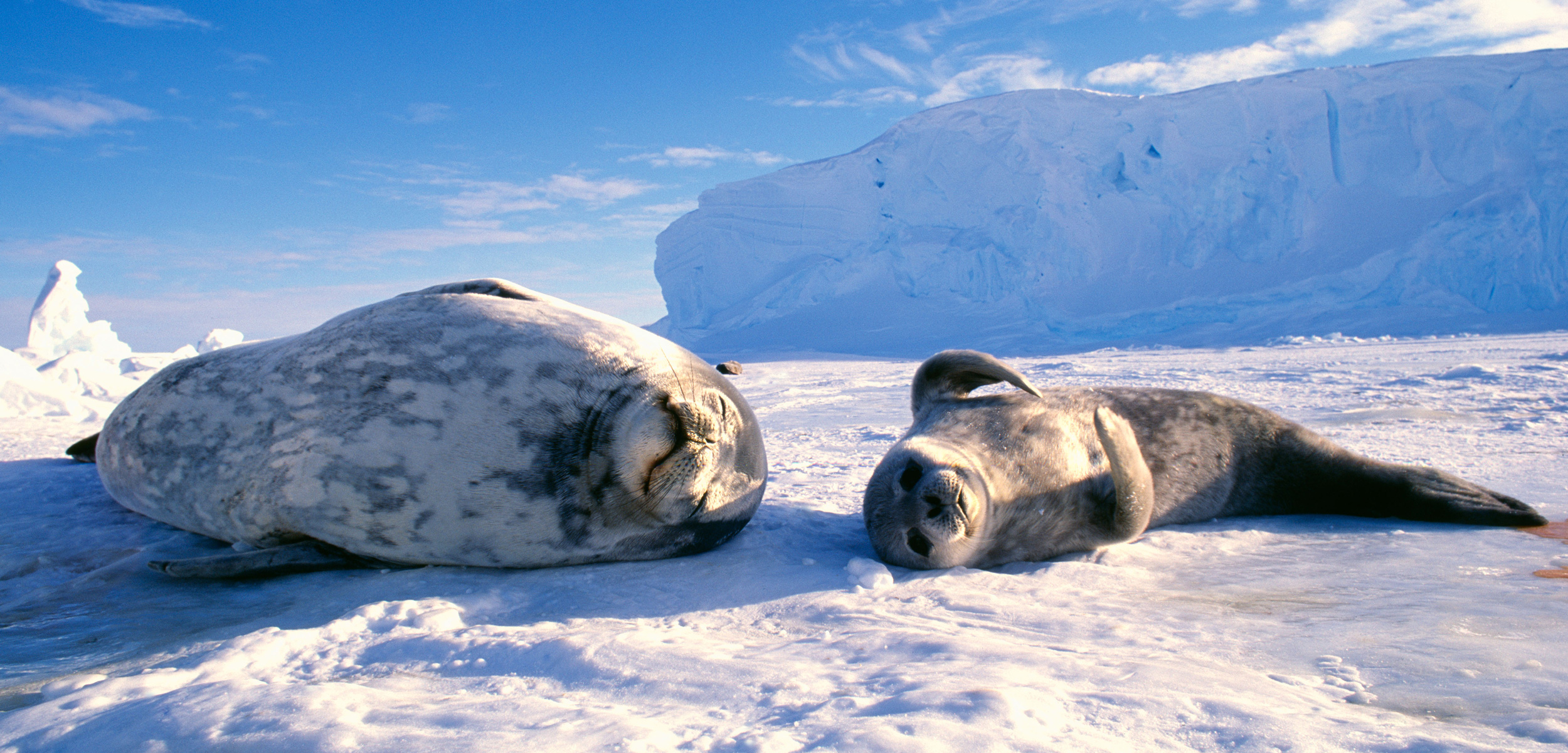 A pair of Weddell seals relax on the sea ice overlaying the Weddell Sea in Antarctica. Photo by David Tipling Photo Library/Alamy Stock Photo