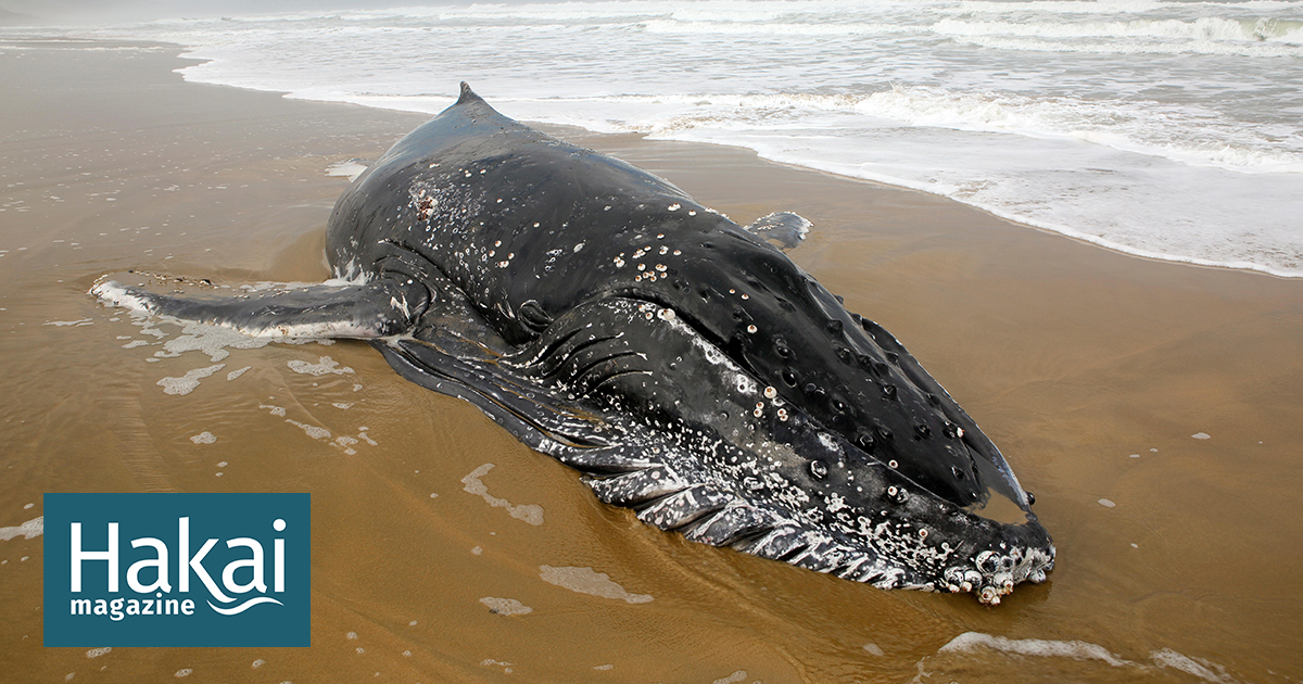 Natural Wonders: Whale Bone Alley » Explorersweb