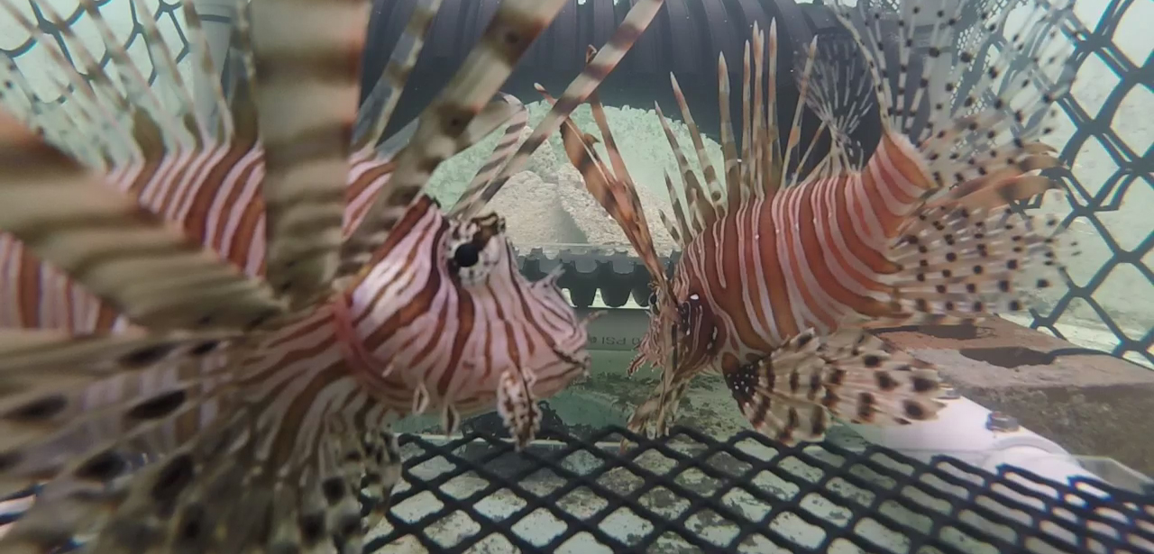 Two lionfish are successfully caught by the Frapper Trap during a trial at the team’s testing facility. Photo by Team Frapper
