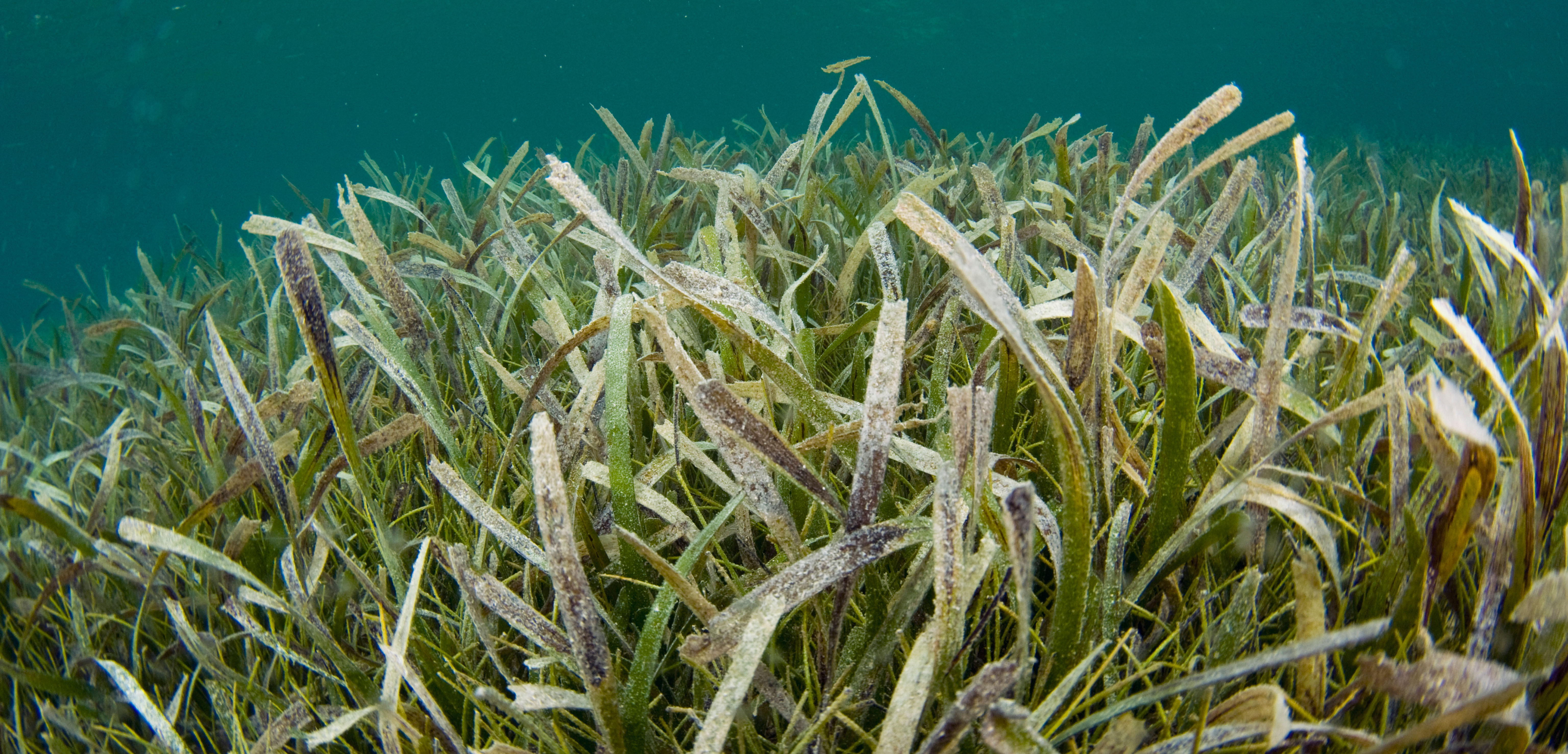The seagrass Thalassia testudinum is the first marine plant known to have its reproduction facilitated by living creatures, rather than the waves. Photo by Michael Patrick O’Neill/Alamy Stock Photo
