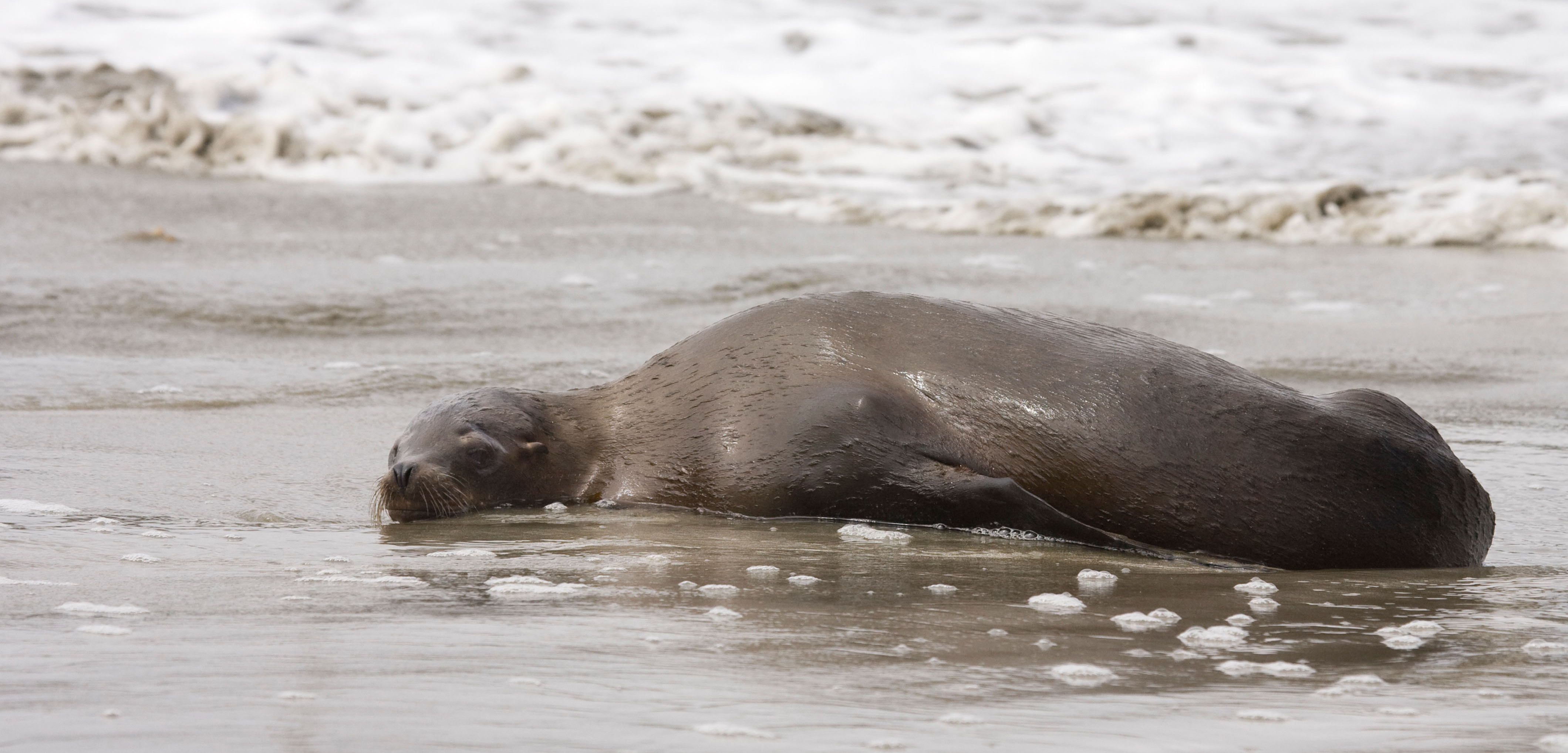 The algae bloom contributed to marine mammal strandings along the Pacific coast. Photo by Richard Mittleman/Gon2Foto/Alamy Stock Photo