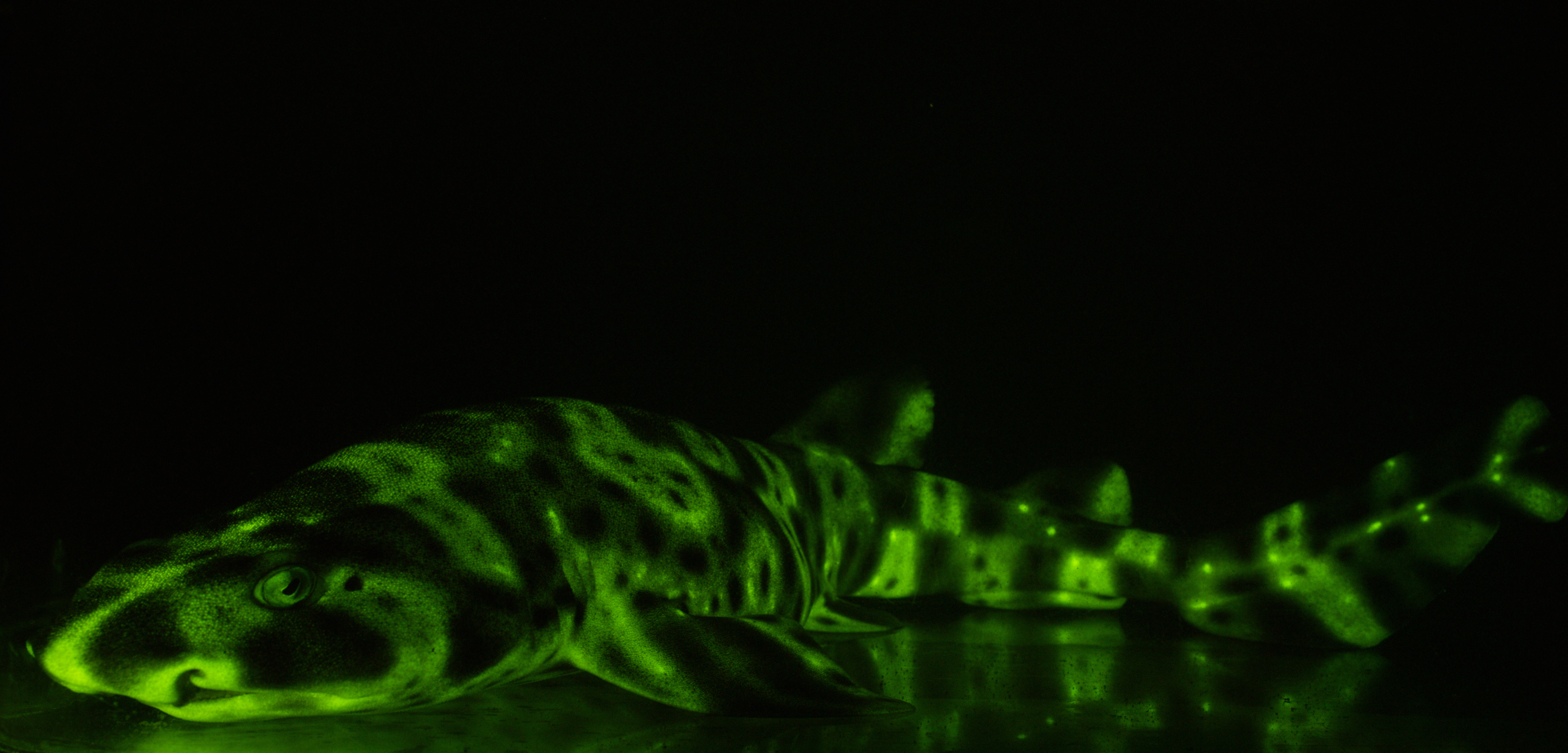 Aquarium, Glow in the dark Shark